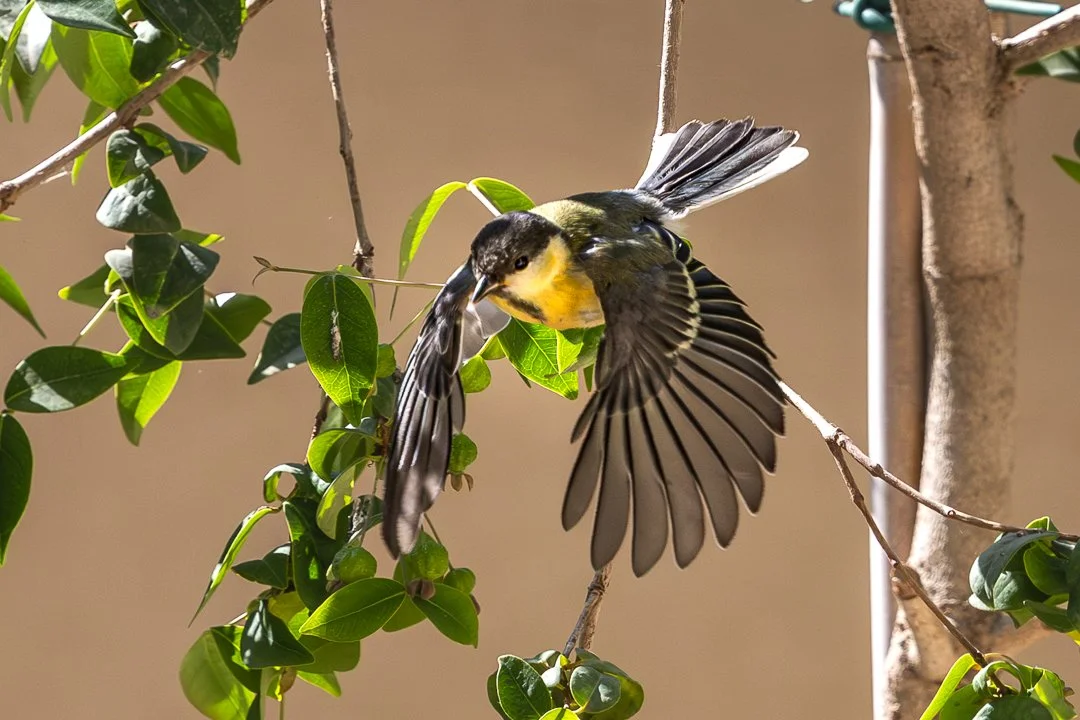 A bird with black, yellow, and white feathers, perched on a tree branch among green leaves, with its wings spread.