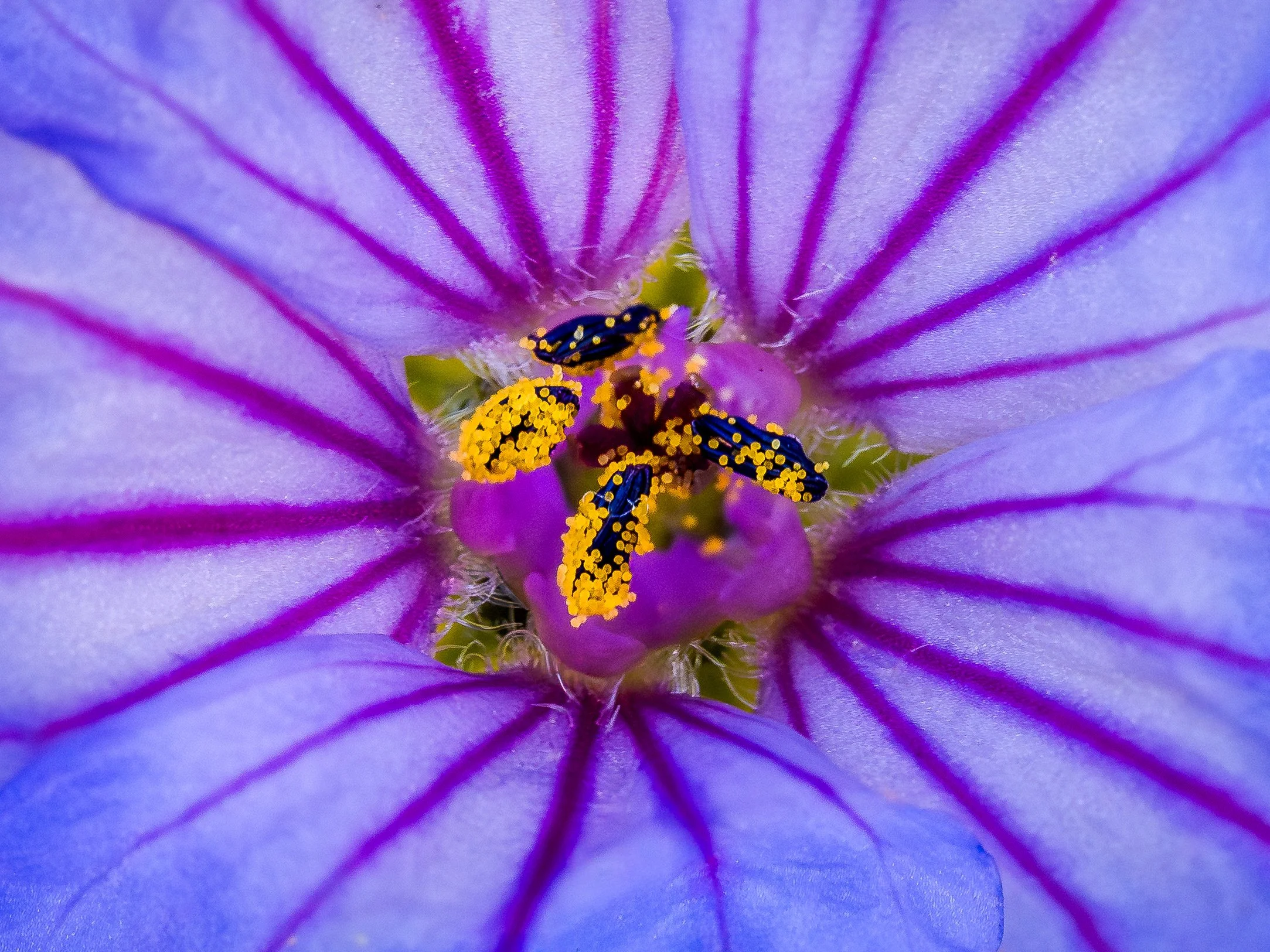 Close-up of a purple flower's interior with yellow and black insects on the stamens.