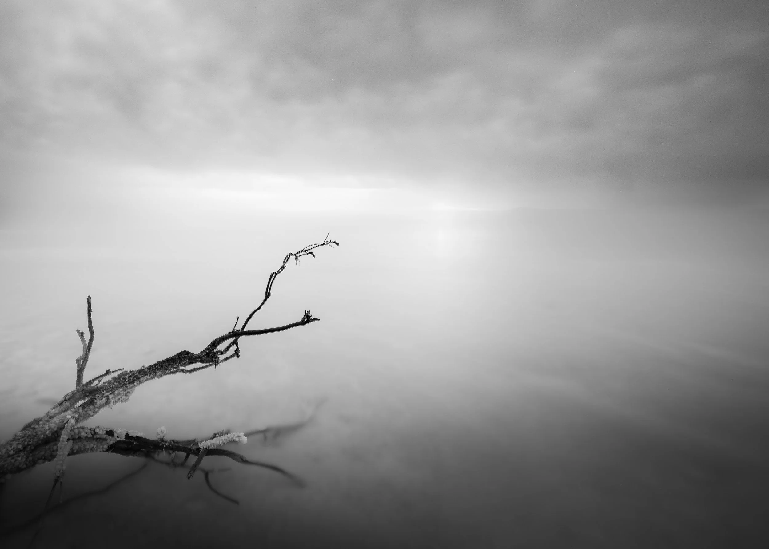 Black and white photo of a leafless tree branch extending over calm water, with a cloudy sky in the background.