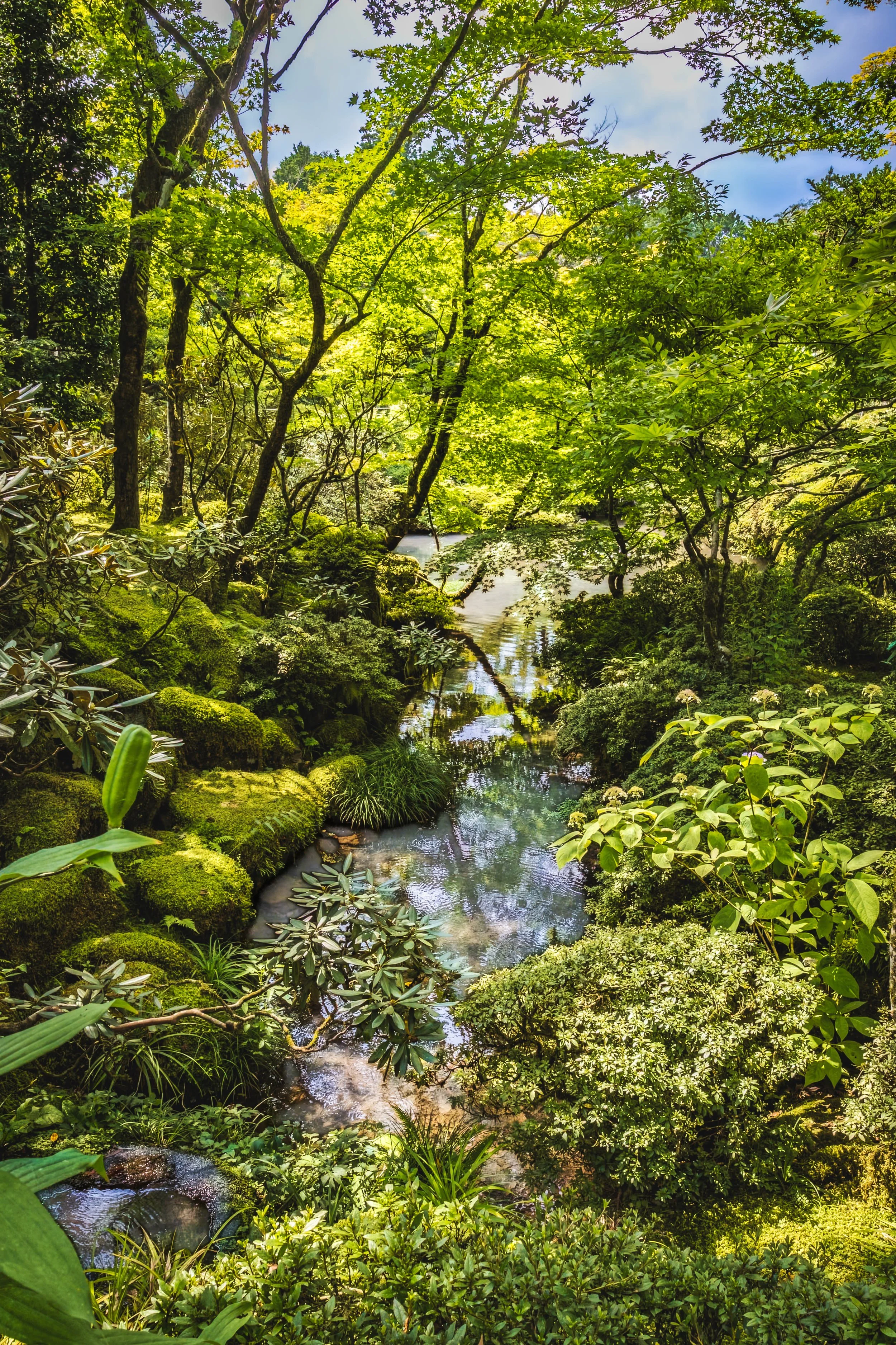 A lush green forest with a small stream flowing through it, surrounded by dense trees and vibrant foliage.