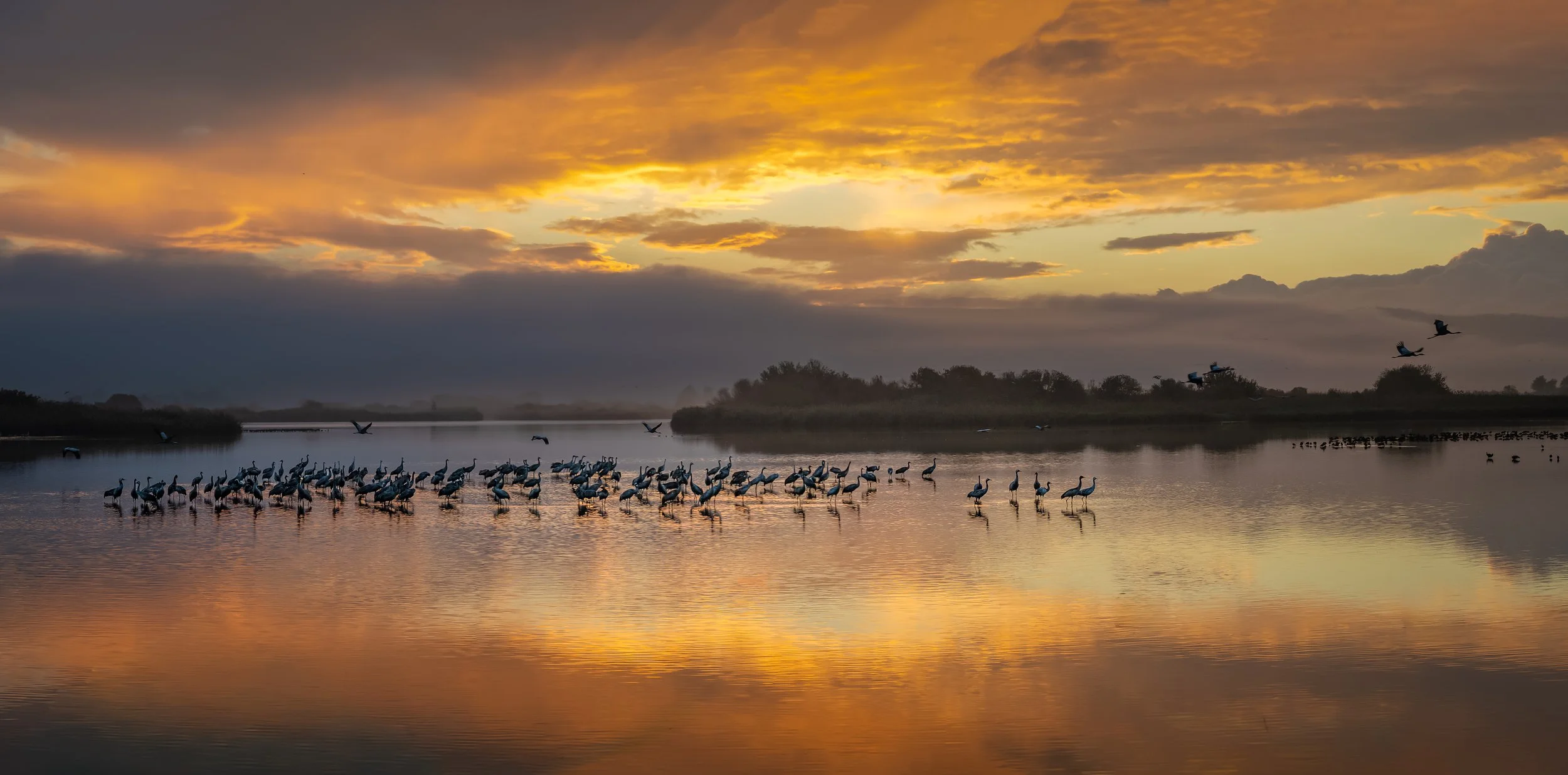 A group of birds standing in the water near the shoreline during sunset, with some flying in the sky and the reflection of the colorful sky on the water.