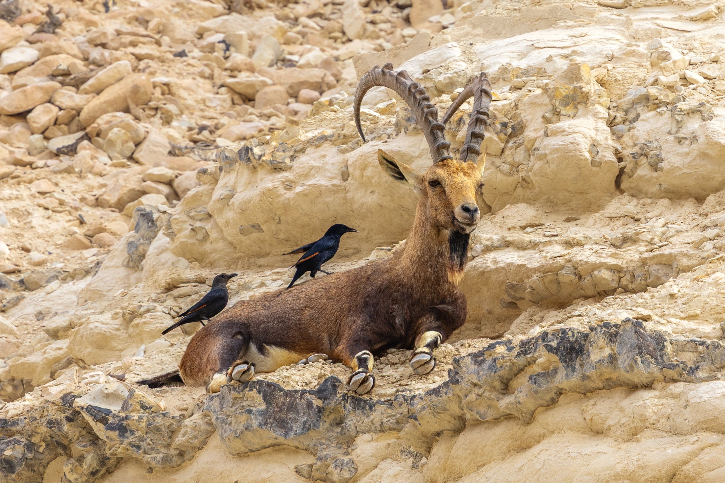 A mountain goat with large, curved horns resting on rocky terrain with two black birds perched on its back.