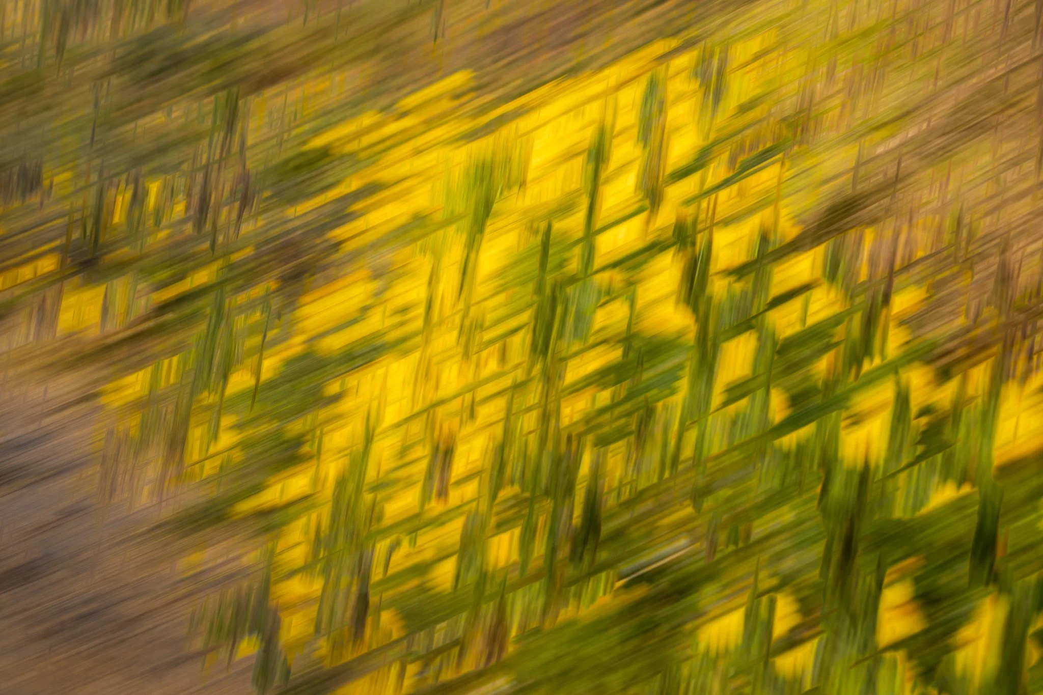 Blurred image of a yellow flower field with green stems, captured in motion.
