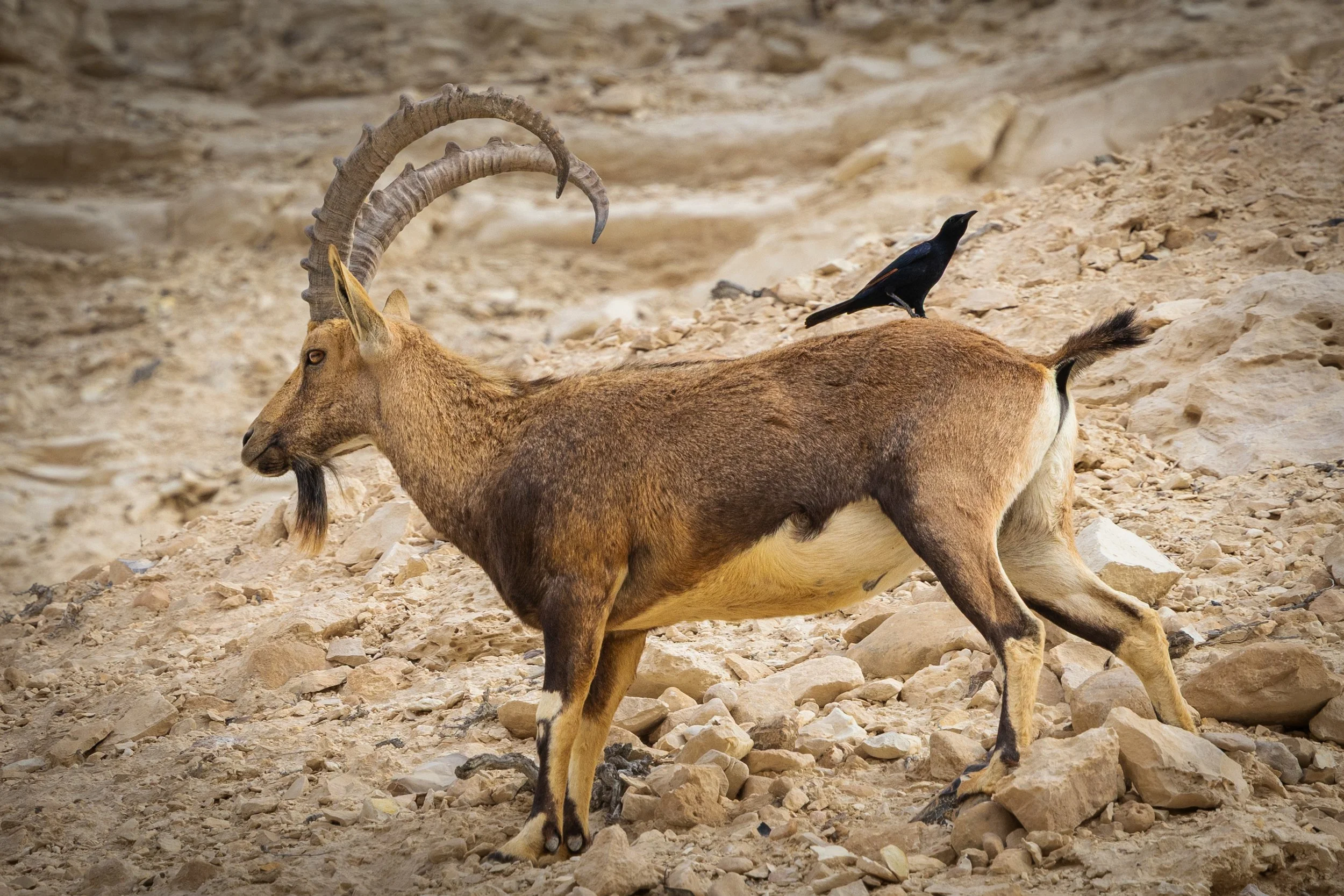 An ibex with large, curved horns standing on rocky terrain with a black bird perched on its back.