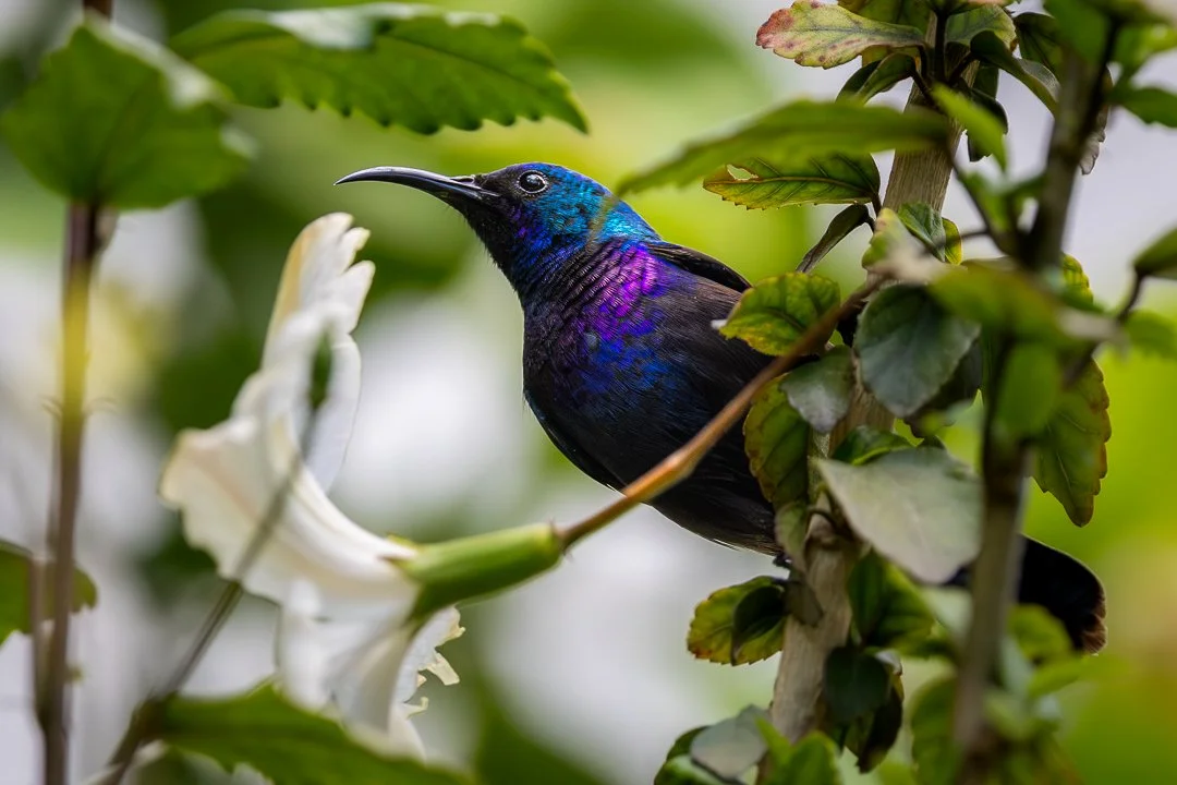 A bright, iridescent bird with a black beak and blue, purple, and green feathers perched among green leaves and white flowers.