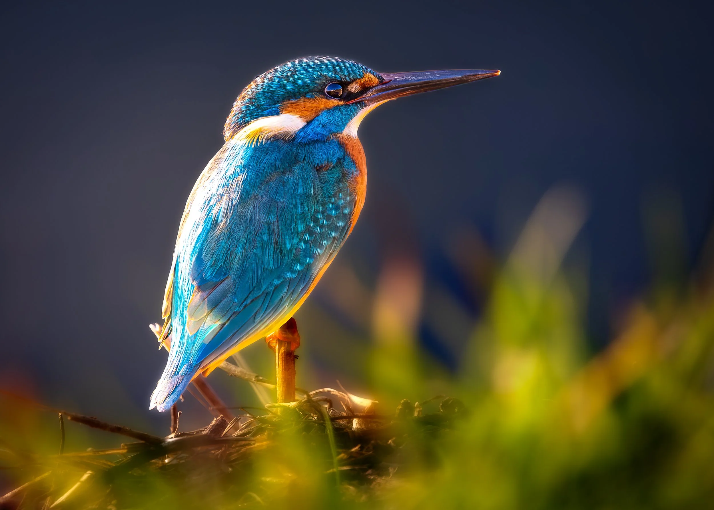 A colorful kingfisher bird perched on a branch with a dark blurred background photography by erez nudmanov.
