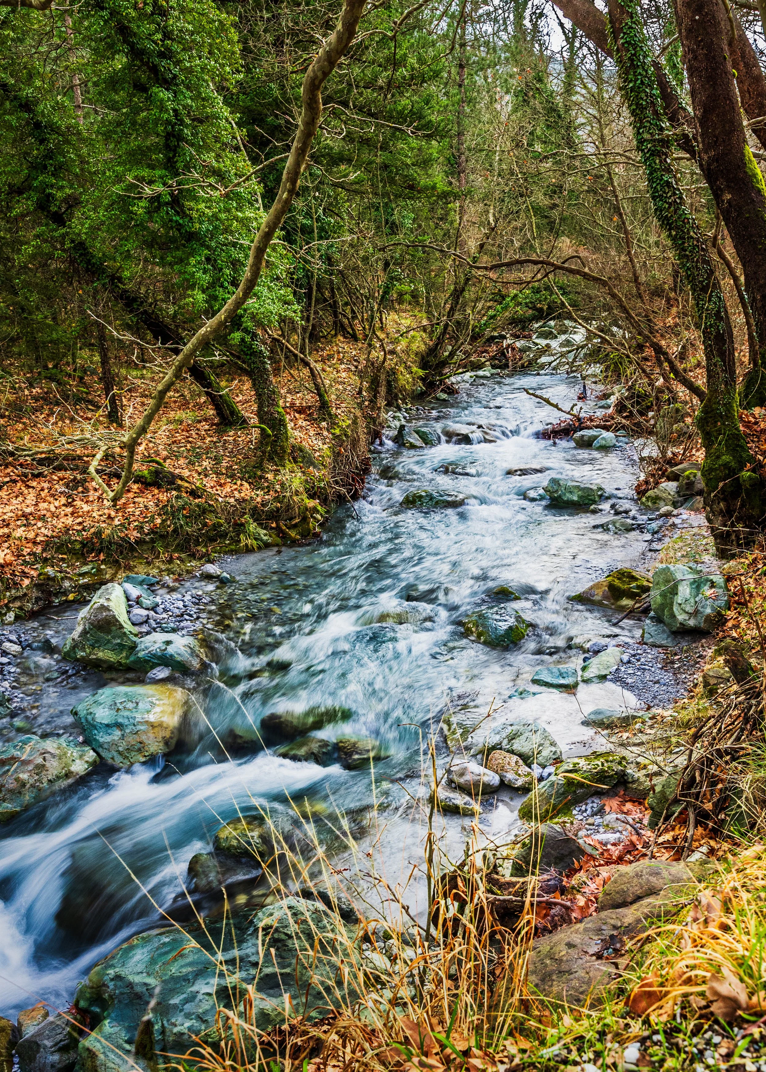 Fast-flowing woodland stream winding around moss-covered rocks and leaf-strewn banks.