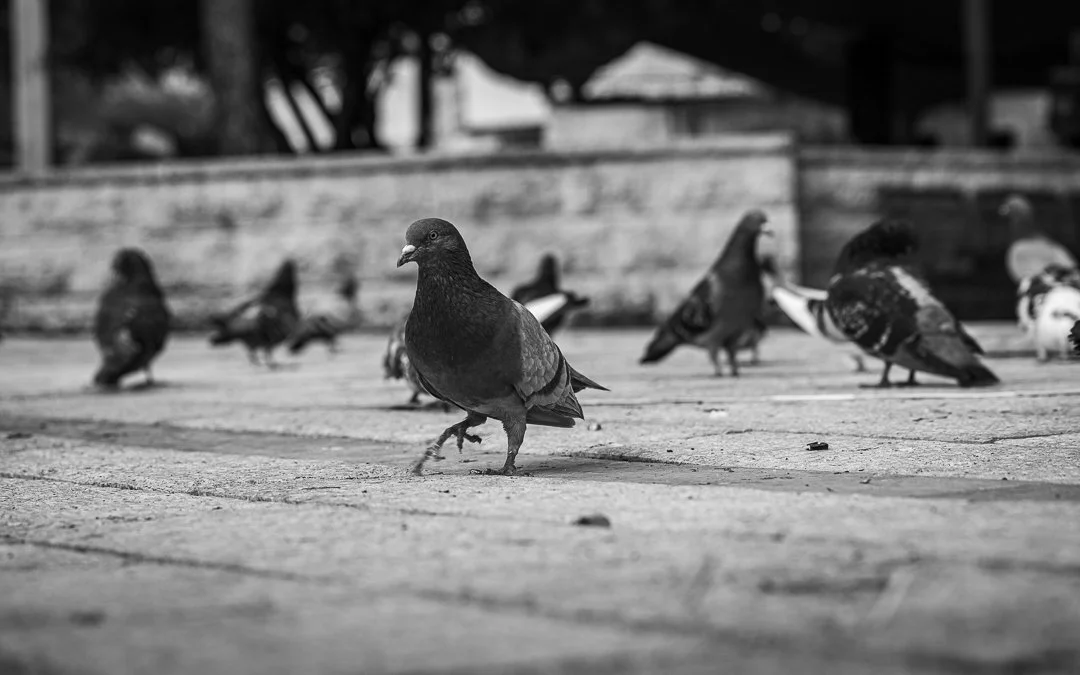 Black and white photo of pigeons on a sidewalk, with some pigeons walking and others standing, in front of a brick wall and trees.