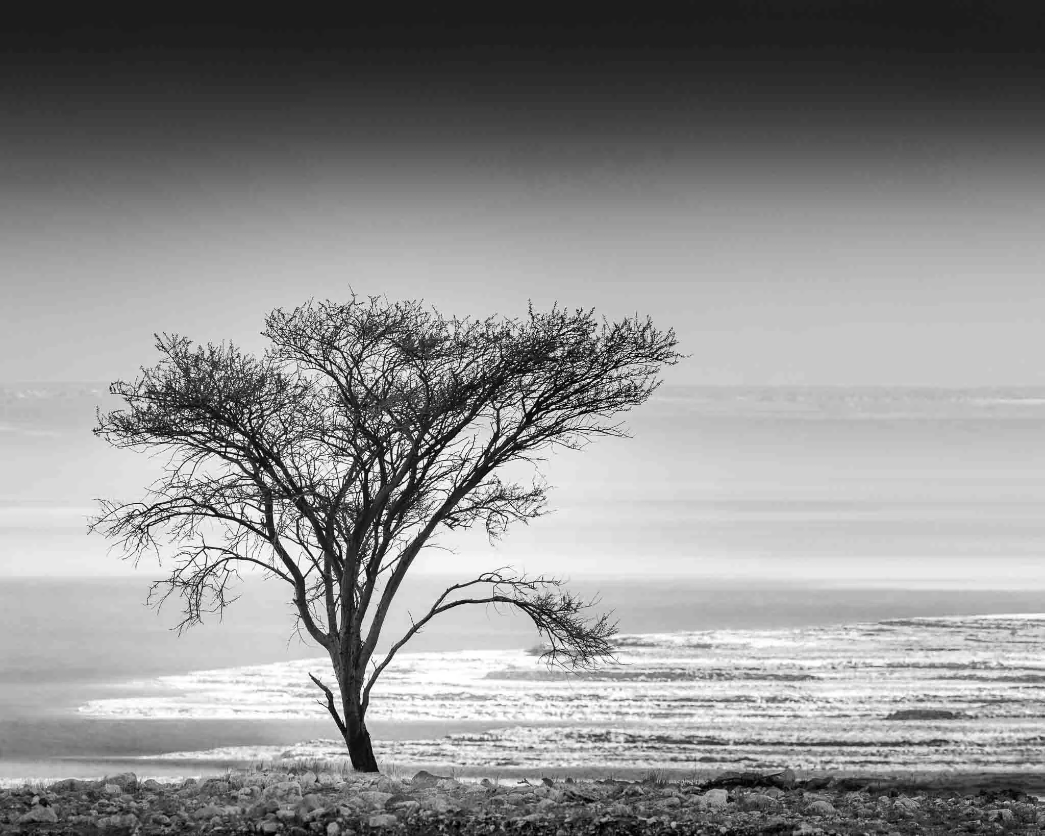 Black and white fine art photograph of a solitary tree overlooking the Dead Sea, surrounded by layered desert landscape.