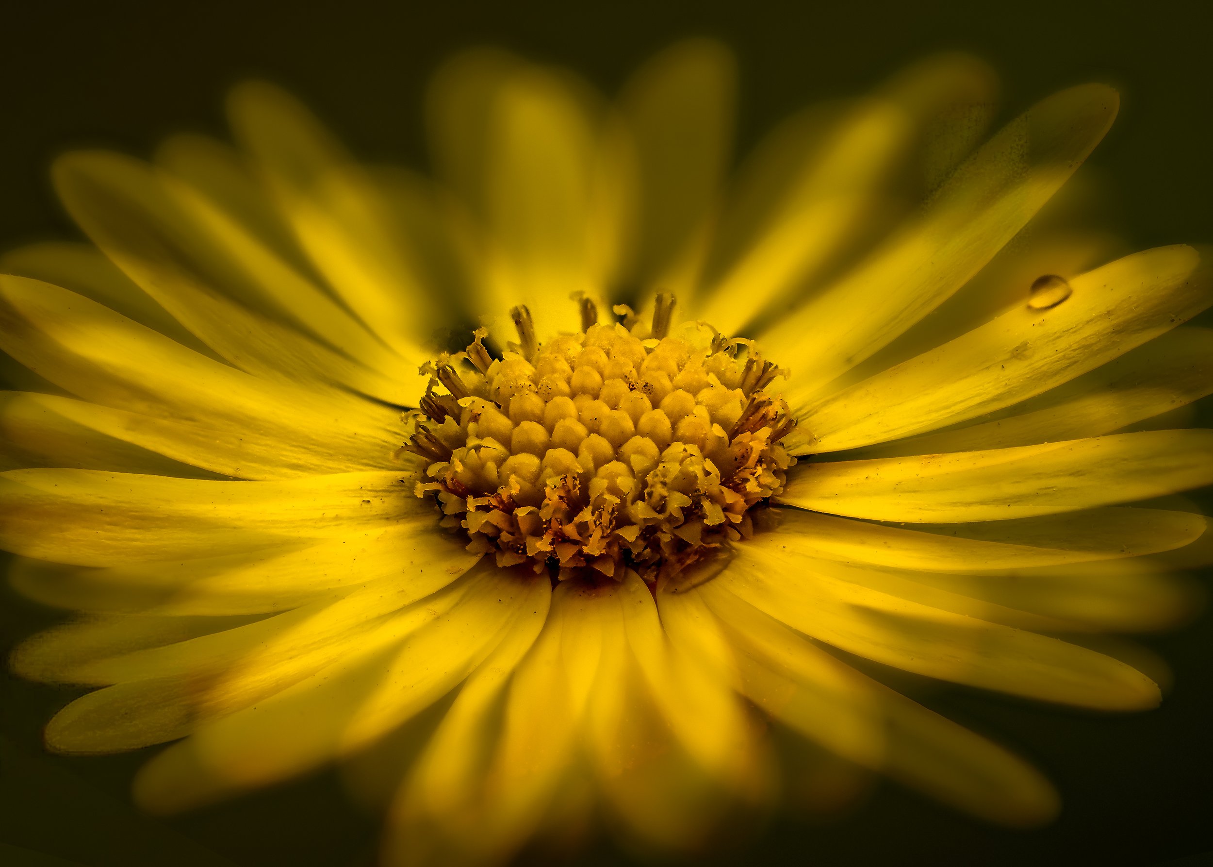 Close-up of a yellow daisy flower with a water droplet on one petal.