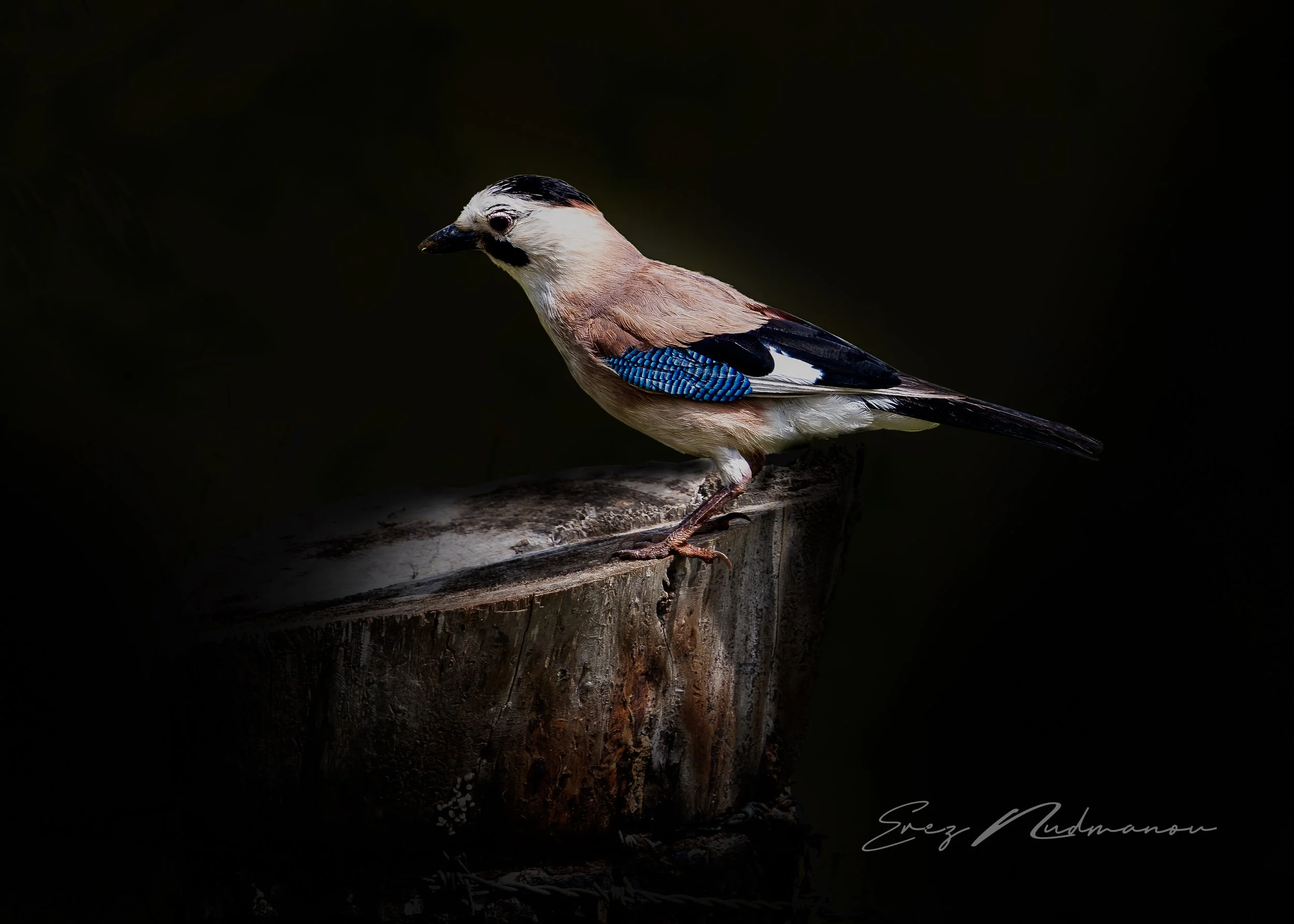 A bird with a white head, black eye stripe, beige body, and blue and black wing feathers perched on a tree trunk against a dark background.