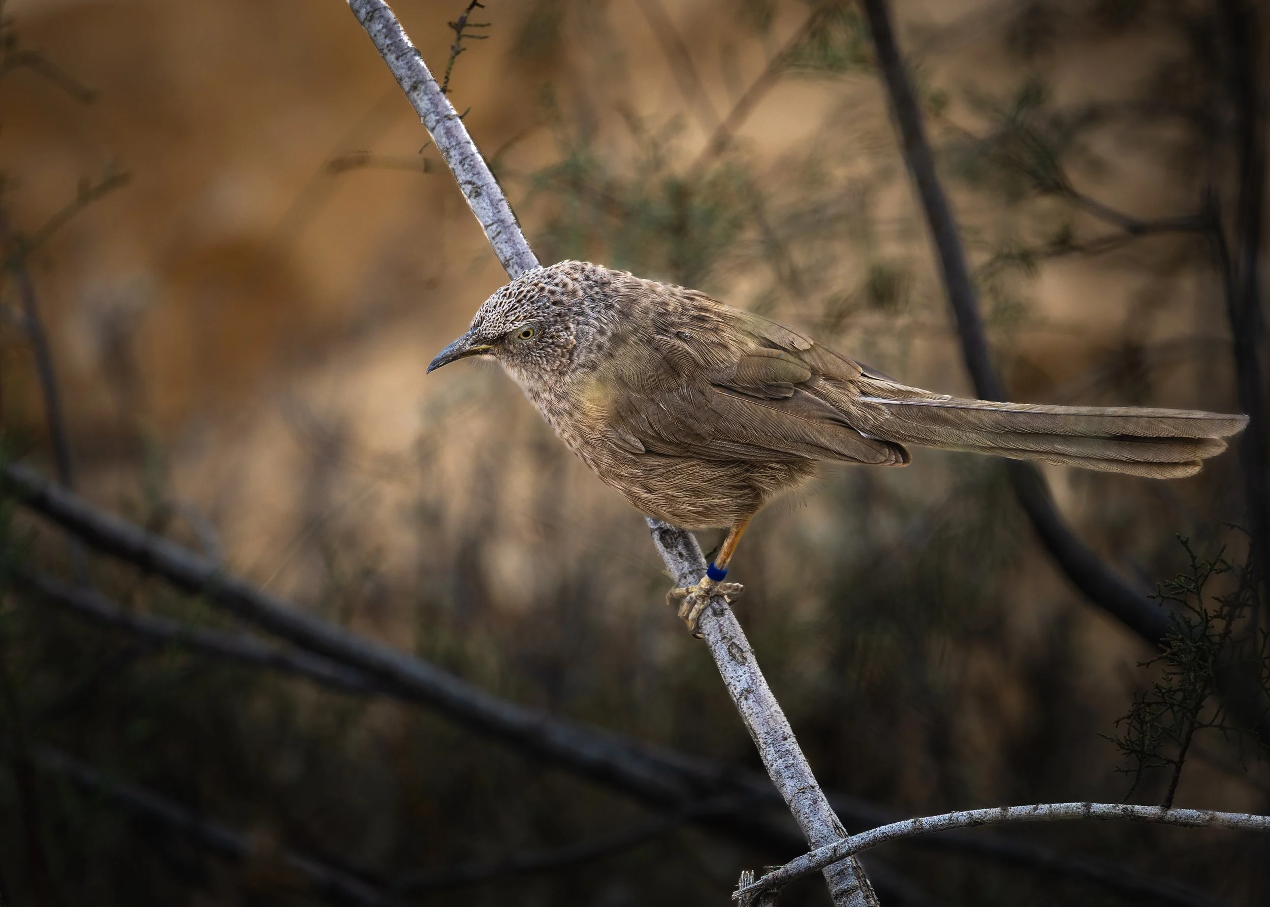 A brown bird perched on a thin, gray branch against a blurred, natural background.