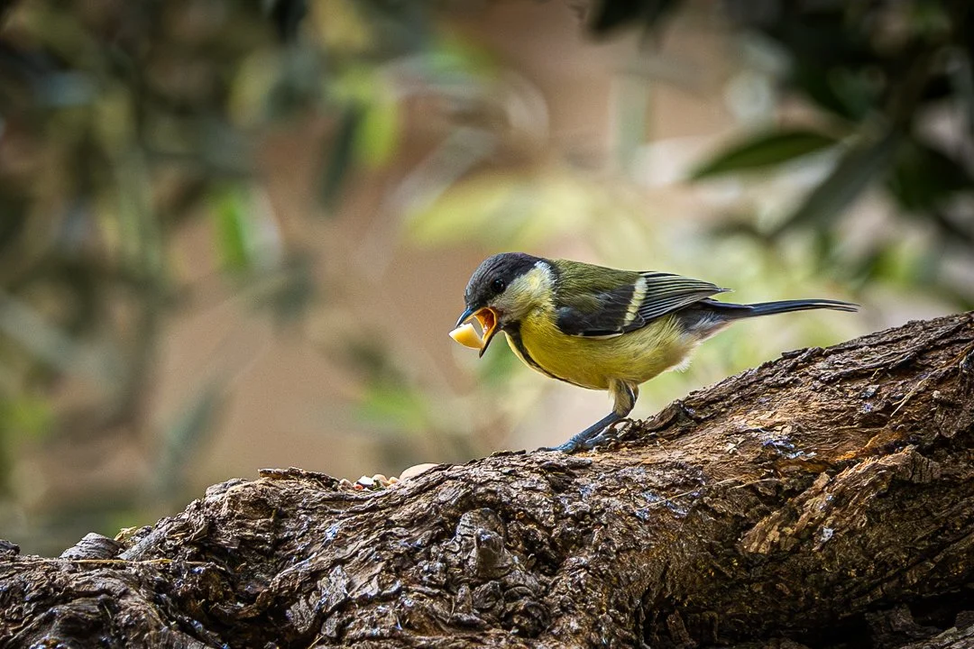 A small yellow and black bird perched on a tree branch, holding food in its beak.