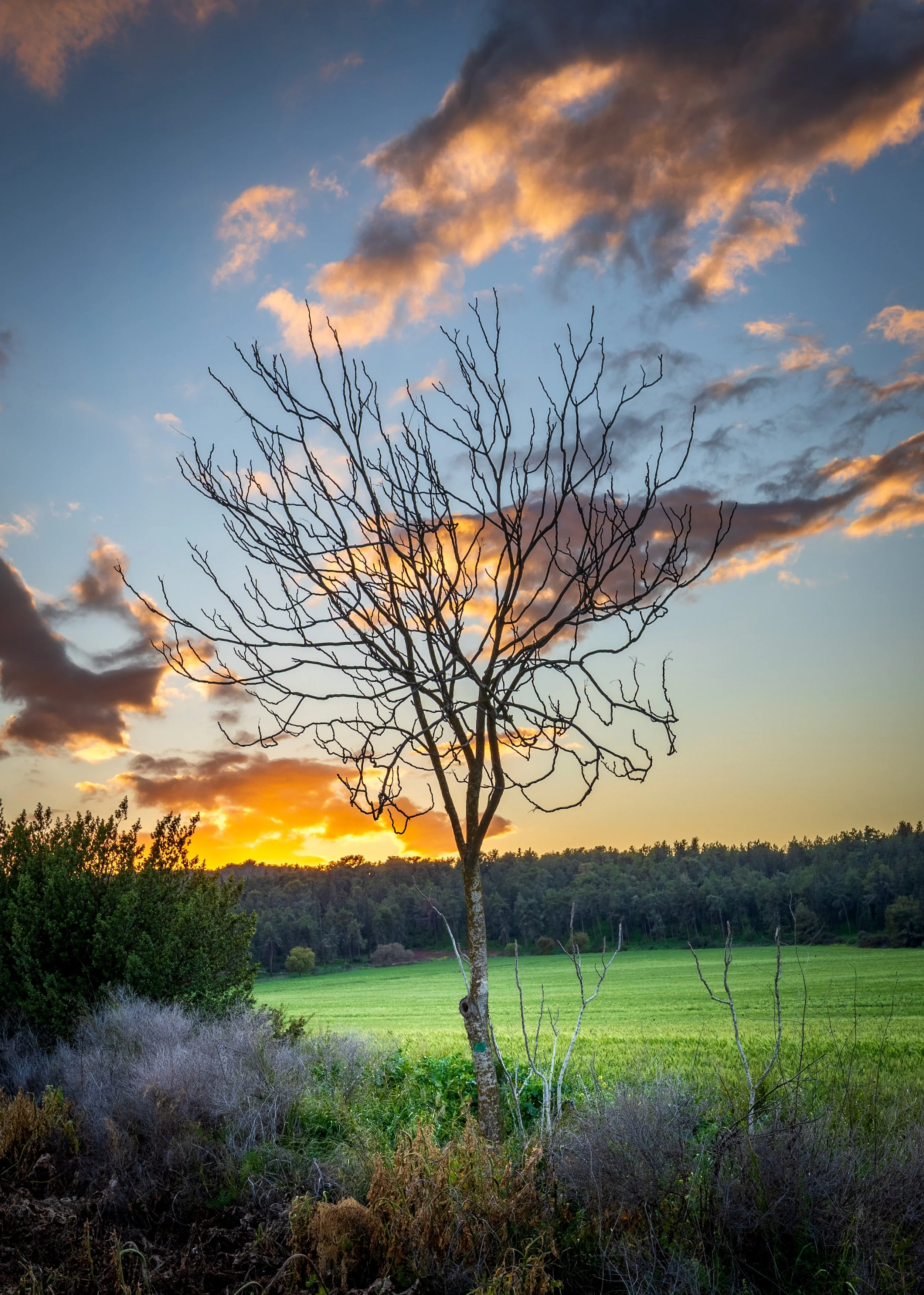 A leafless tree standing in a grassy field during sunset, with a colorful sky and clouds in the background.