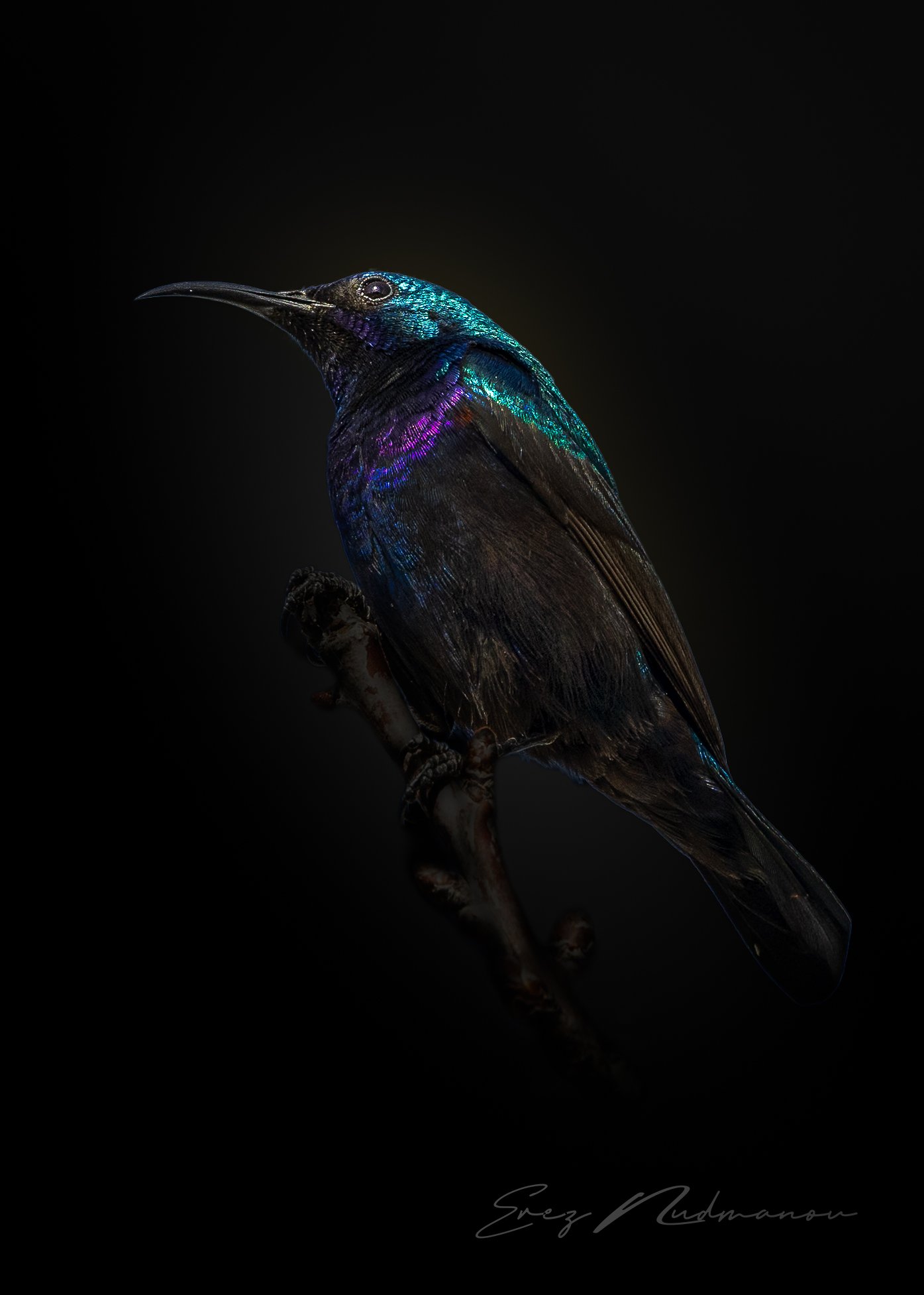A vividly colored hummingbird with iridescent blue, green, and purple feathers perched on a thin branch against a black background.
