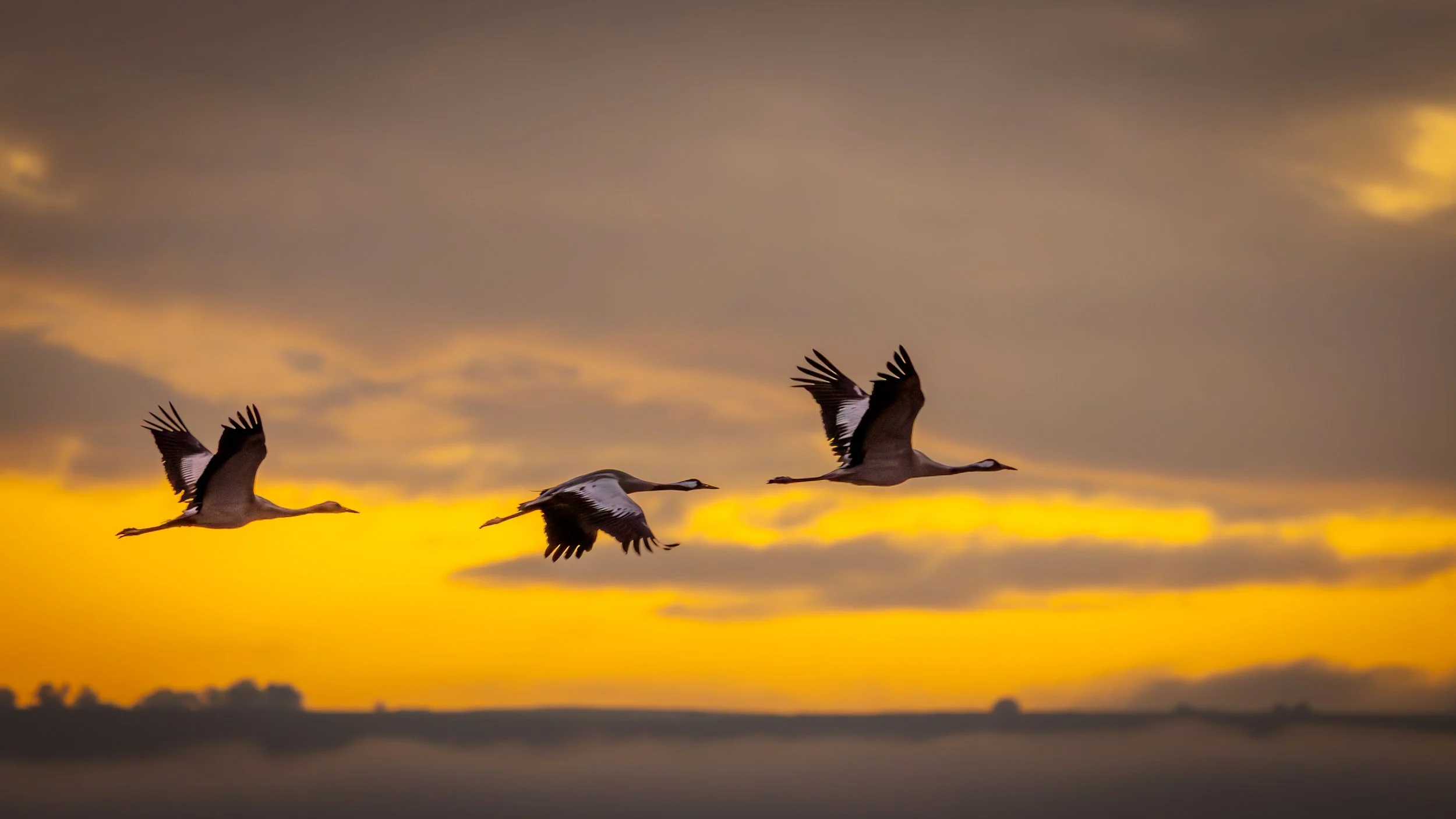 Three Canada geese flying across a cloudy, golden sunset sky.