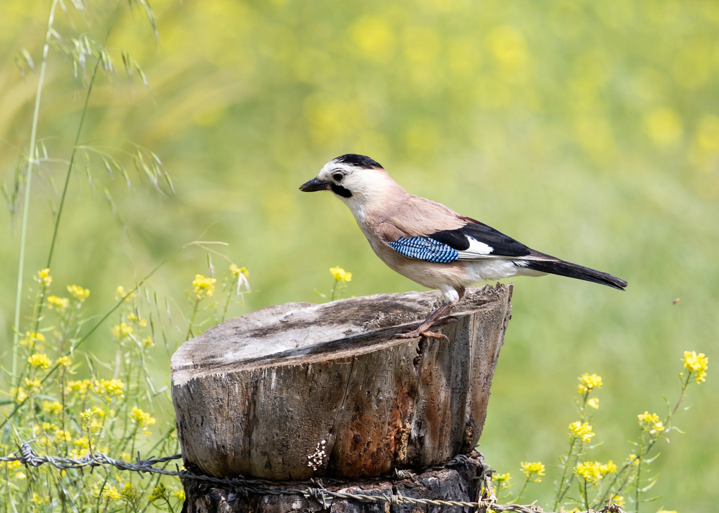 A bird with a white head, black markings, and blue wings perched on a tree stump in a grassy area with yellow flowers.