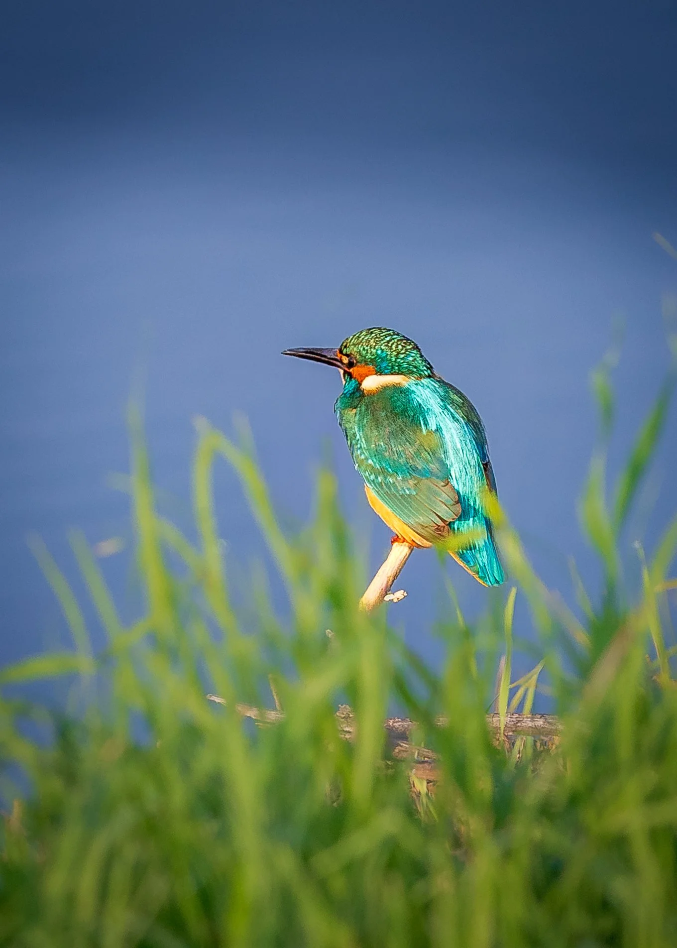 Colorful kingfisher bird perched on a branch with green grass in the foreground and blue sky in the background.