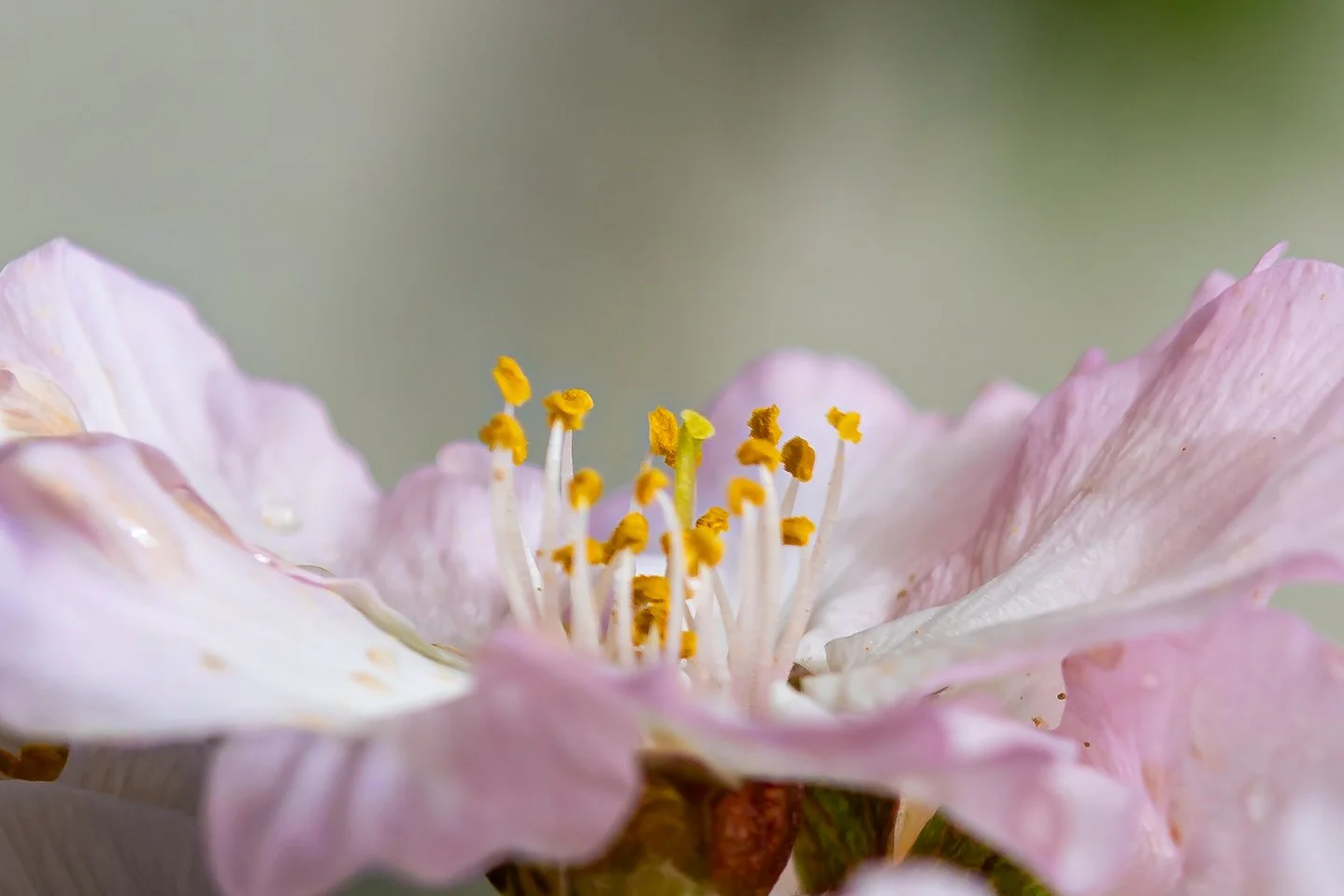Close-up of a pink flower with yellow stamens and white pistils on a blurred green background.