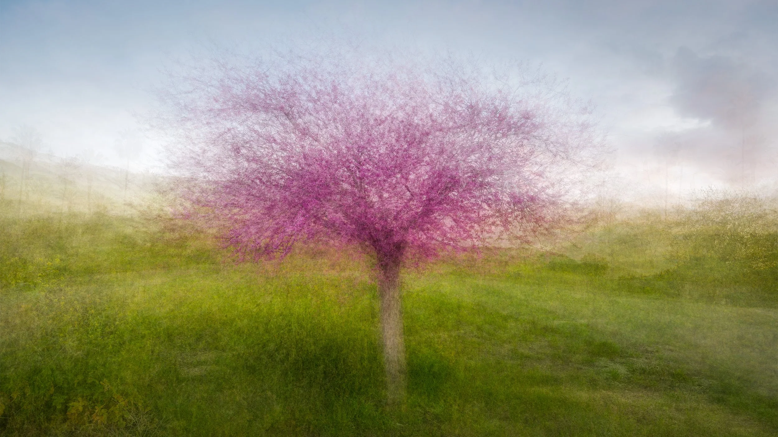 A pink flowering tree in the center of a grassy field with a cloudy sky in the background.