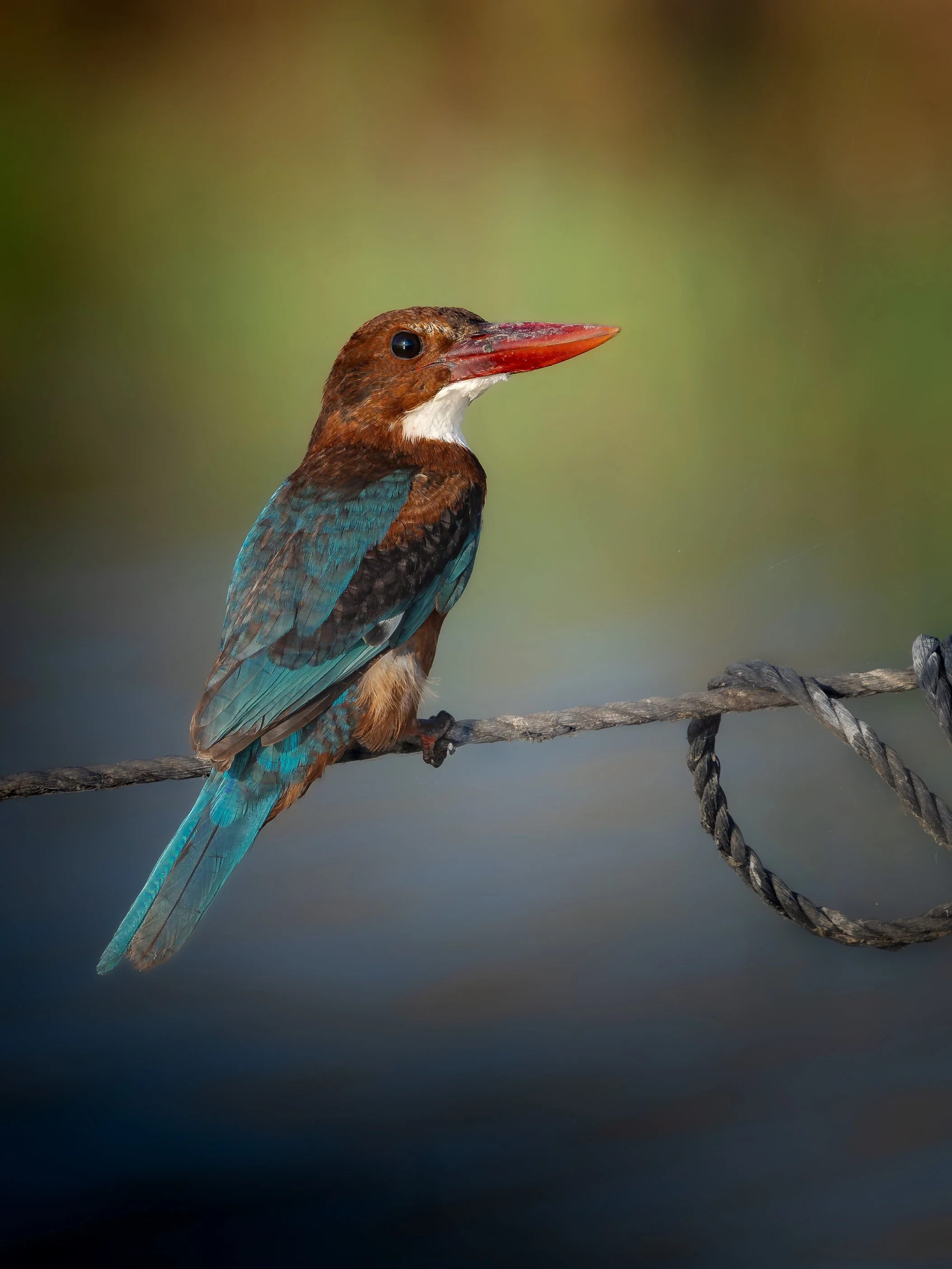 A colorful kingfisher bird with blue, brown, and white feathers, and a large red beak, perched on a twisted rope against a blurred green and brown background.