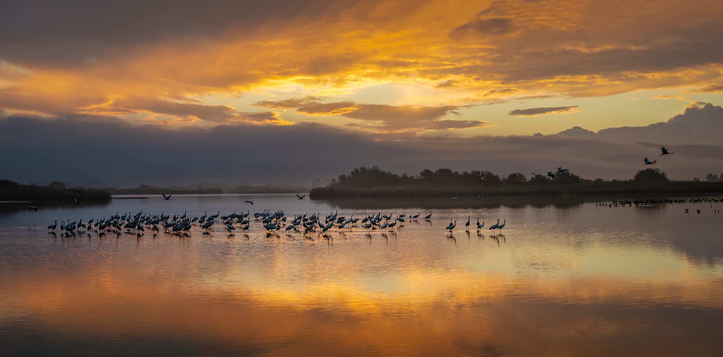 A group of birds wading in a calm body of water at sunset, with a colorful sky and some birds flying in the distance.