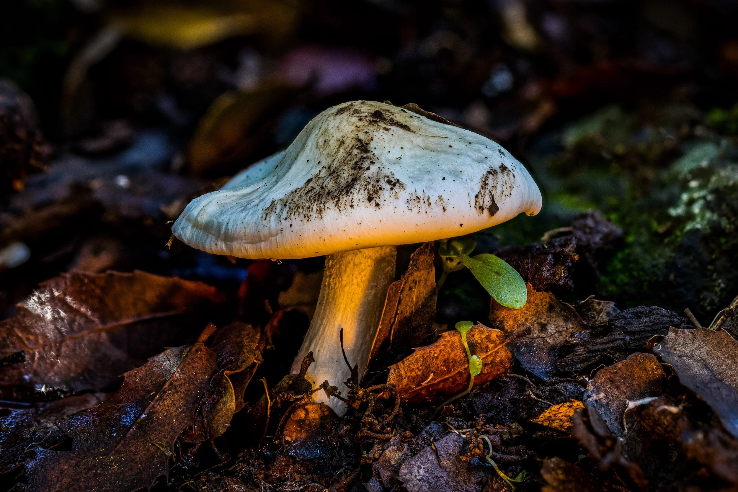 A white mushroom growing amidst brown fallen leaves on forest floor.