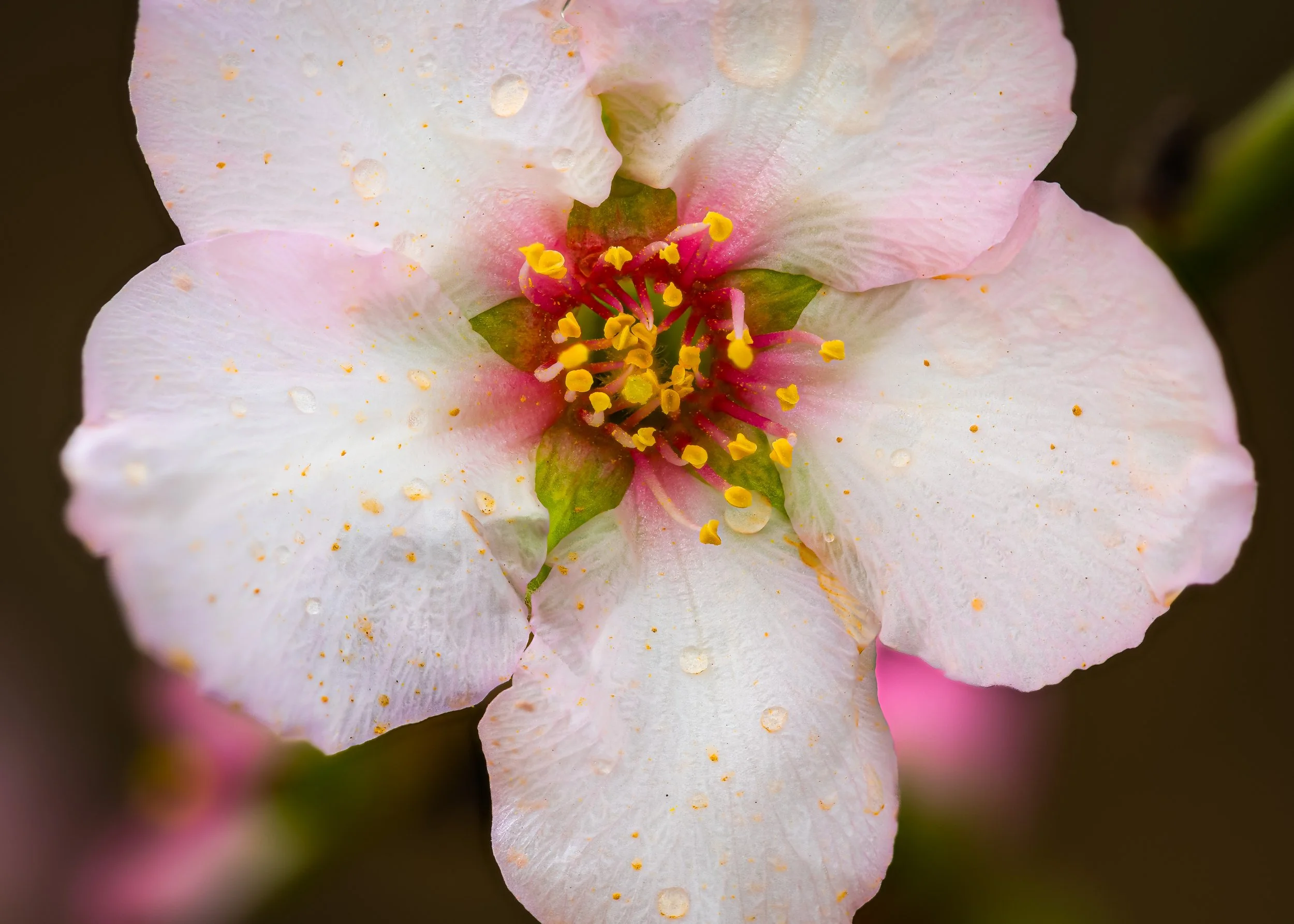 Close-up of a pale pink flower with water droplets on its petals and yellow and pink stamens at the center.