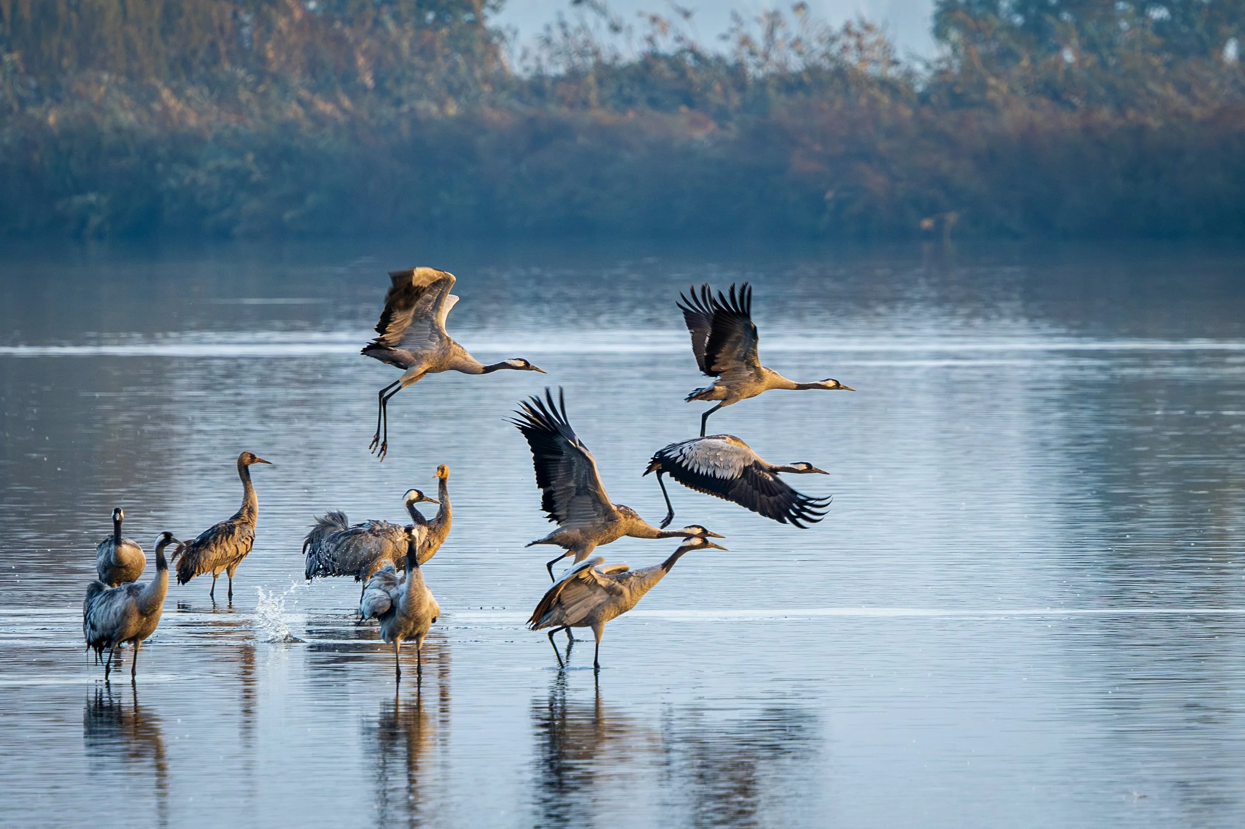 Several sandhill cranes are seen both flying above and standing in a calm body of water with a distant shoreline and trees in the background.