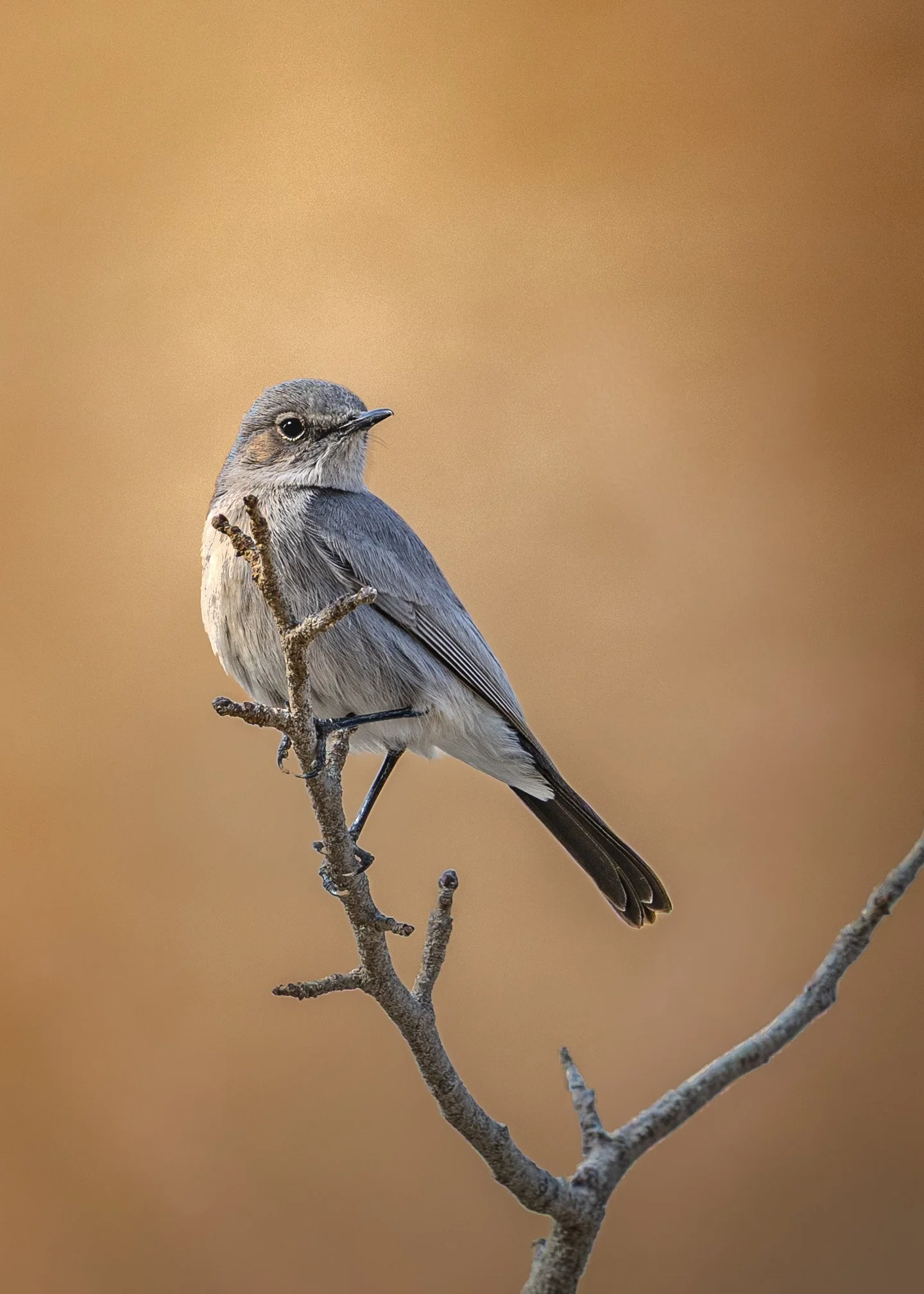 A small gray bird perched on a thin, bare branch against a blurred tan background.