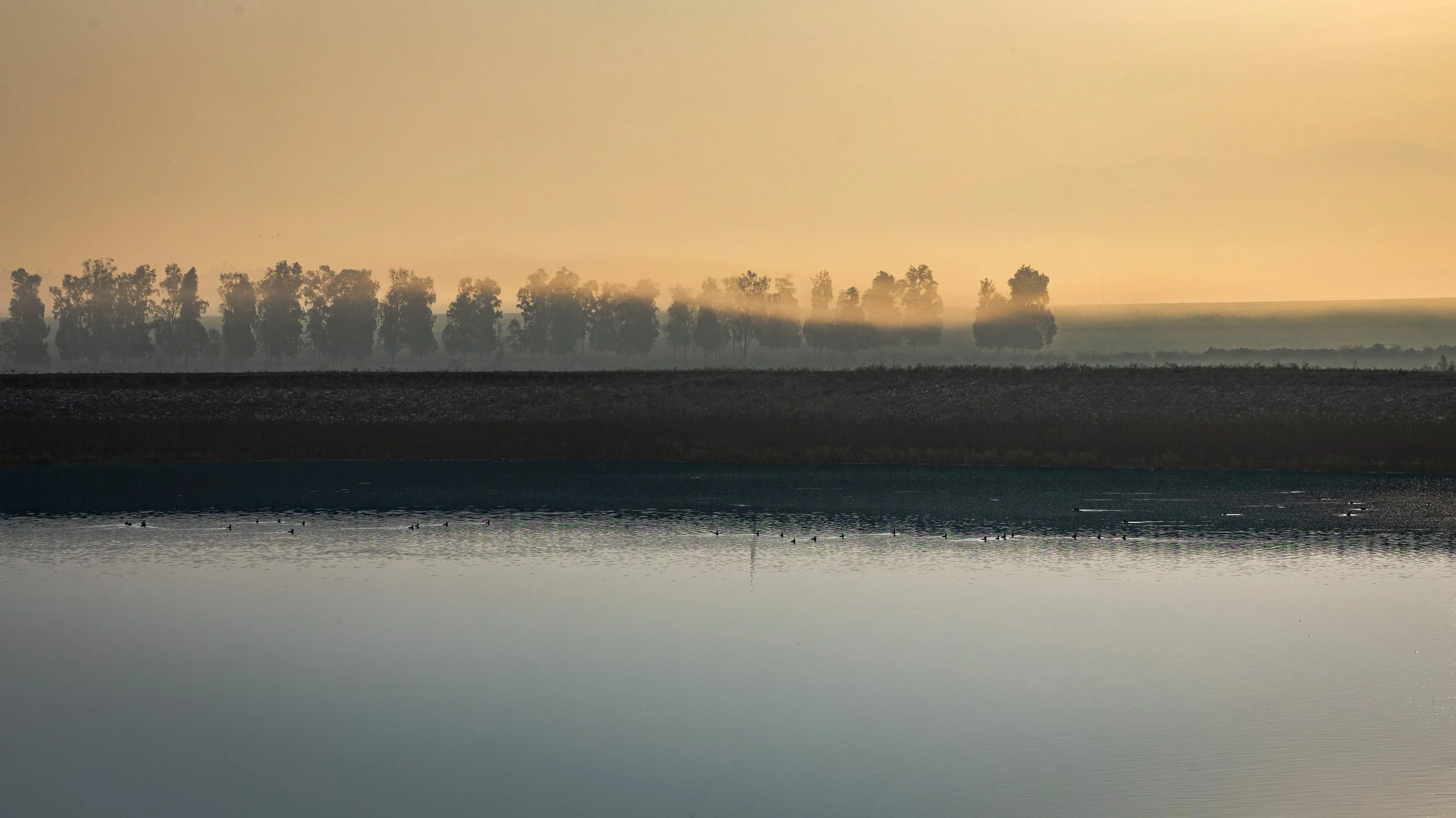 Calm body of water with ducks, a distant shoreline with trees, and a hazy sky during sunrise or sunset.