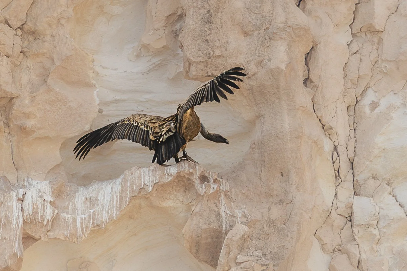 A bird with brown and black feathers is perched on a rocky ledge with its wings spread.