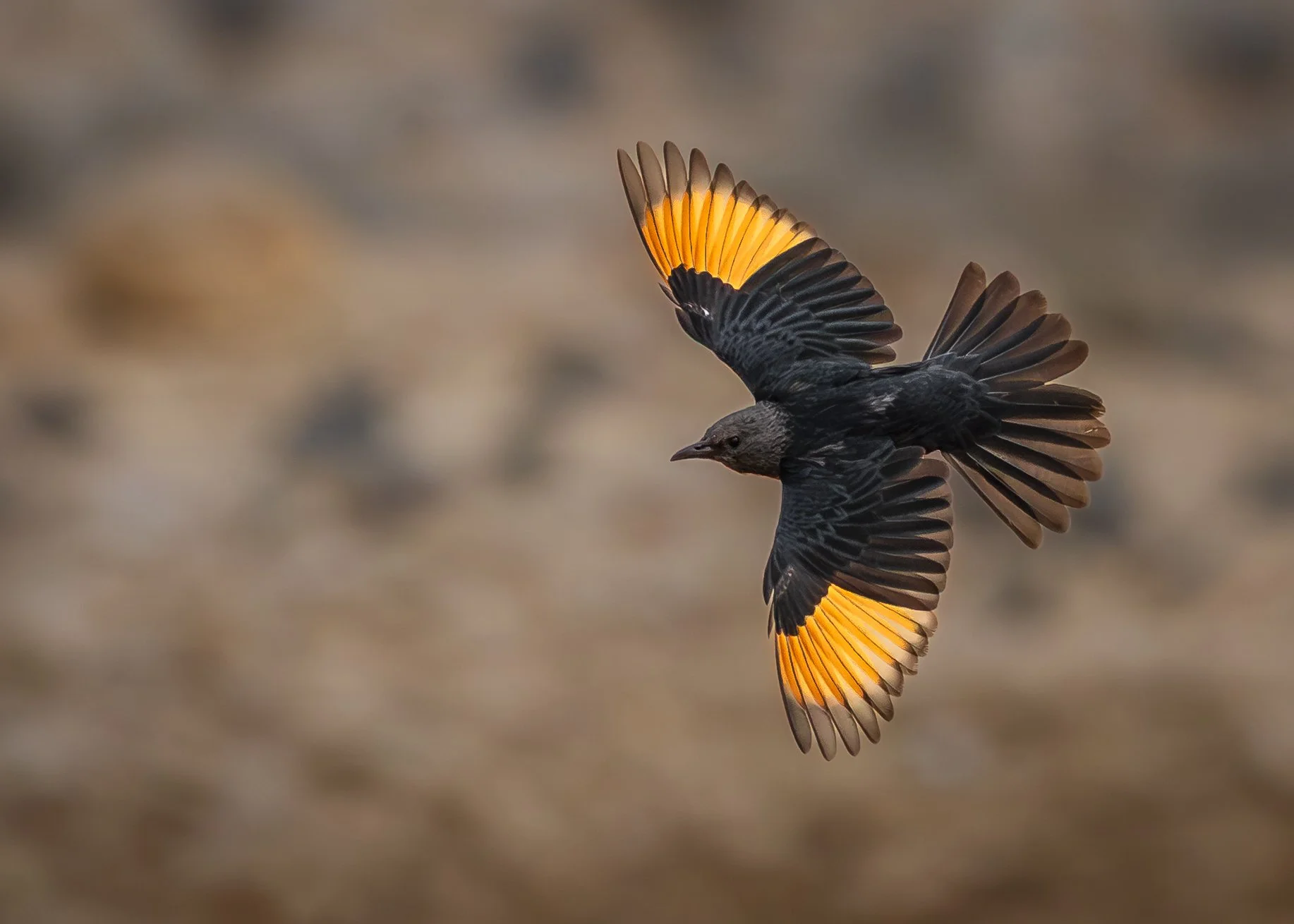A bird in mid-flight with black and orange feathers on its wings.