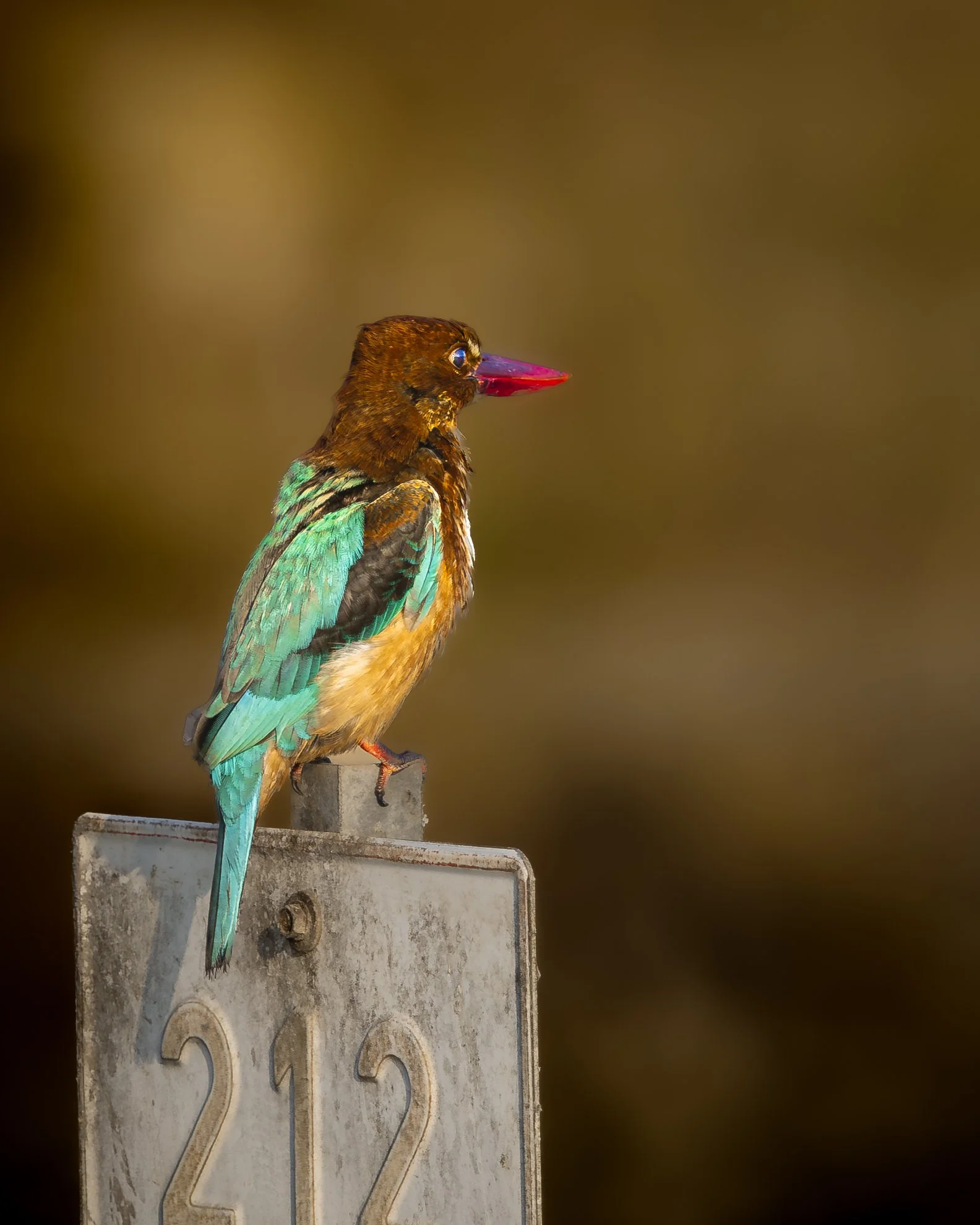 A colorful bird with turquoise, brown, and yellow feathers perched on a metallic sign with the number 212 and a blurred brown background.