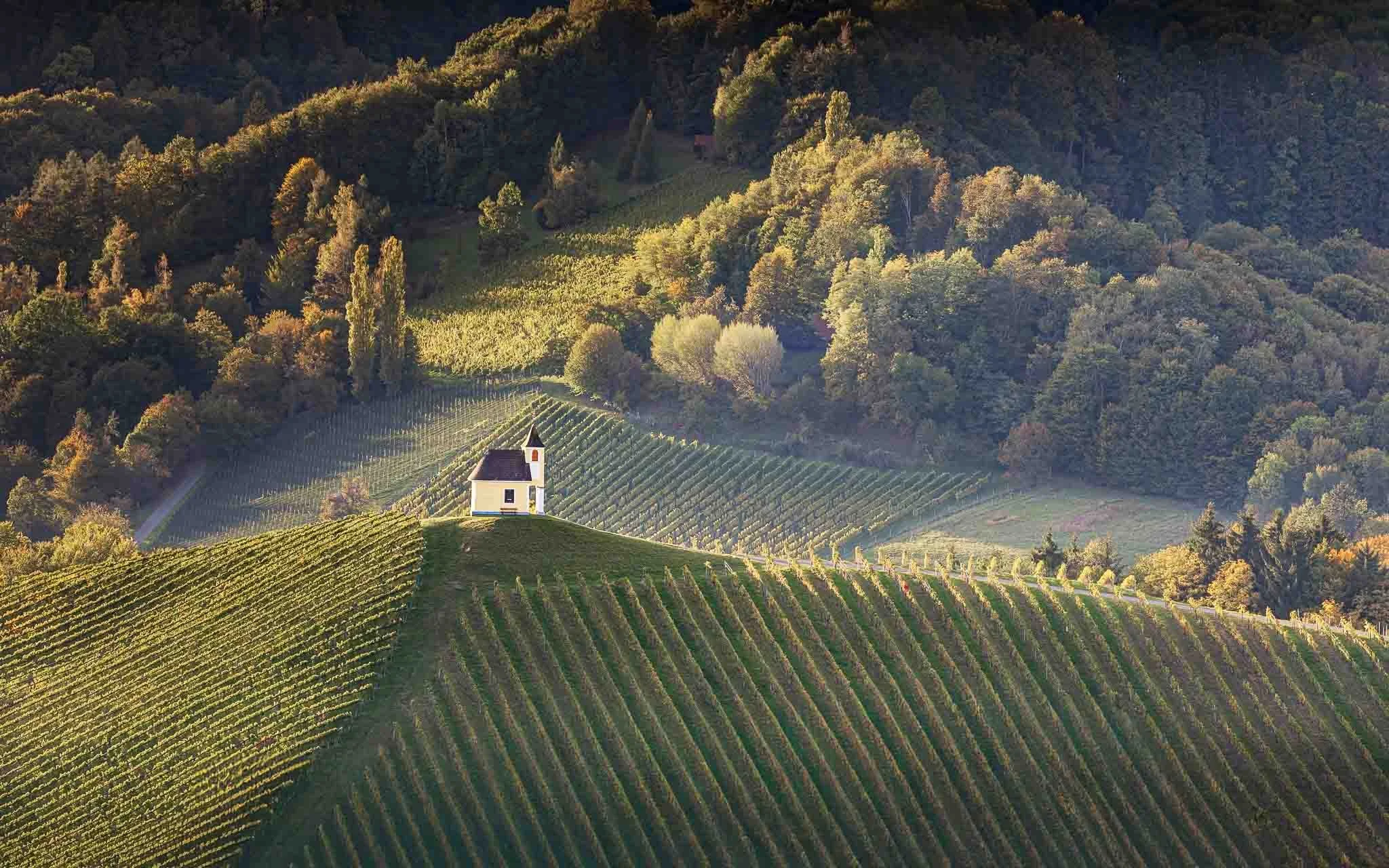 Small white chapel surrounded by geometric vineyard rows and sunlit autumn trees in the Slovenian countryside.