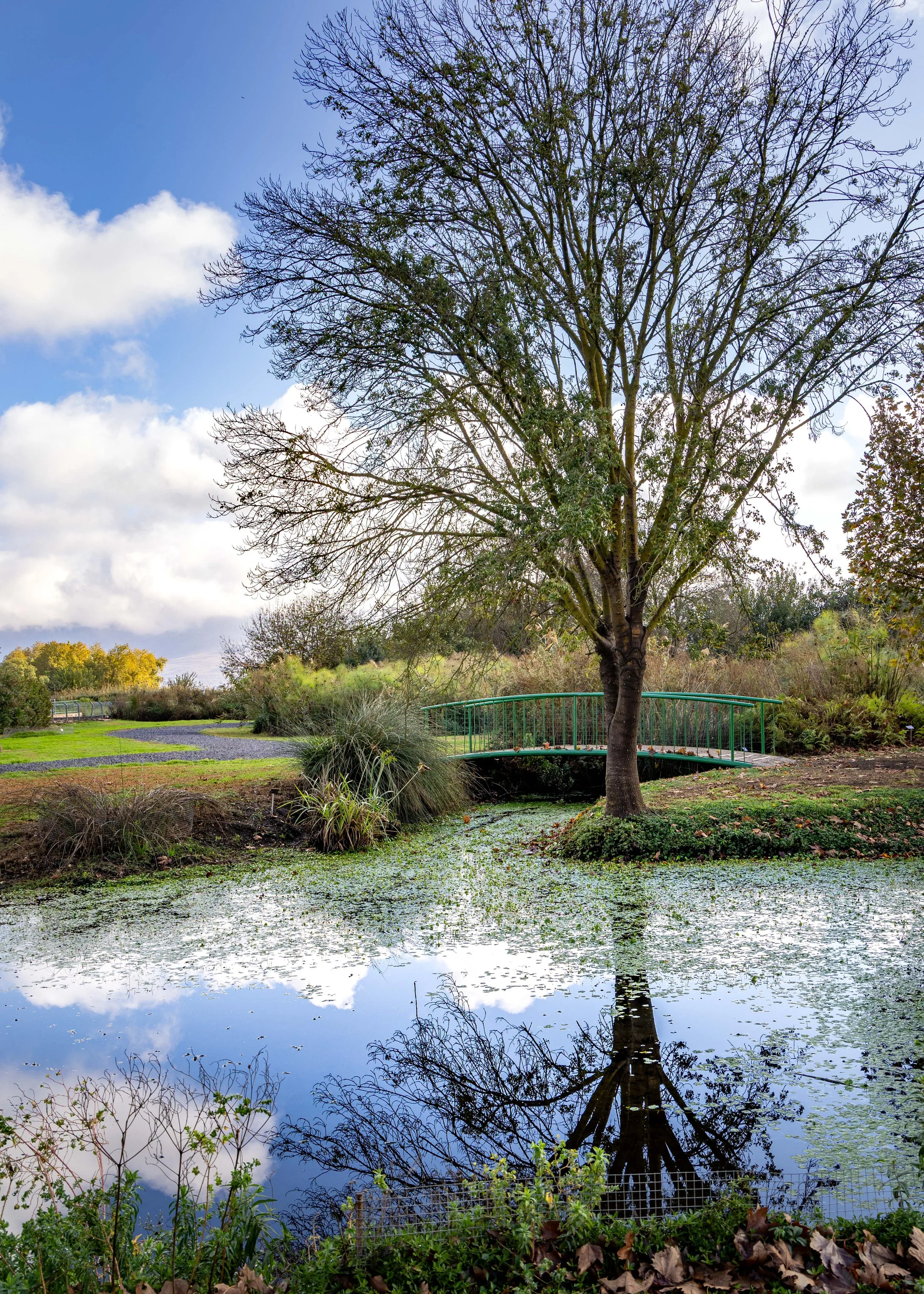 A serene park scene with a large tree near a calm pond, a small green bridge over the pond, and lush vegetation with early fall foliage under a blue sky with scattered clouds.