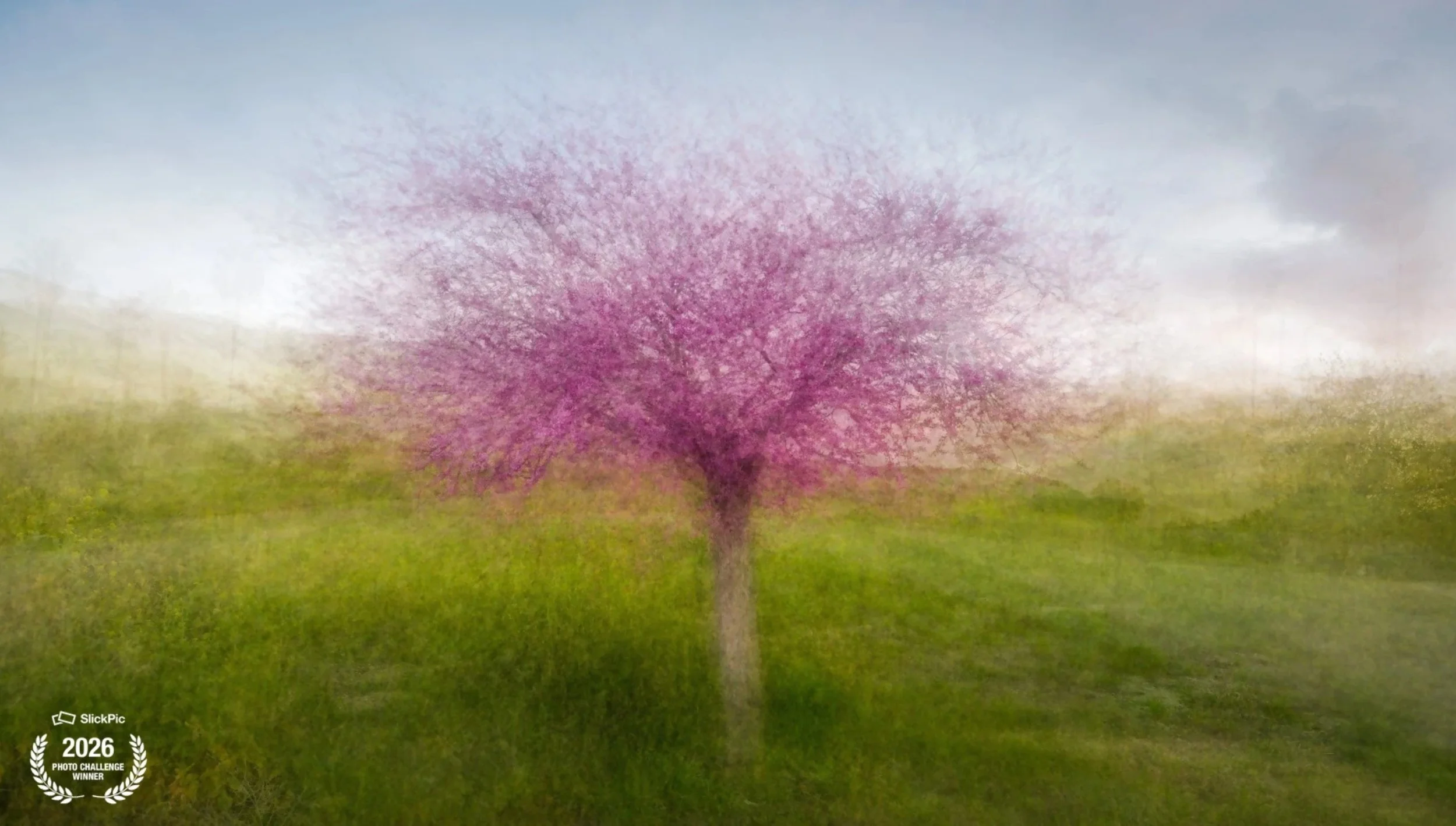 A pink blossoming tree with a blurred, impressionistic background of green grass and cloudy sky.