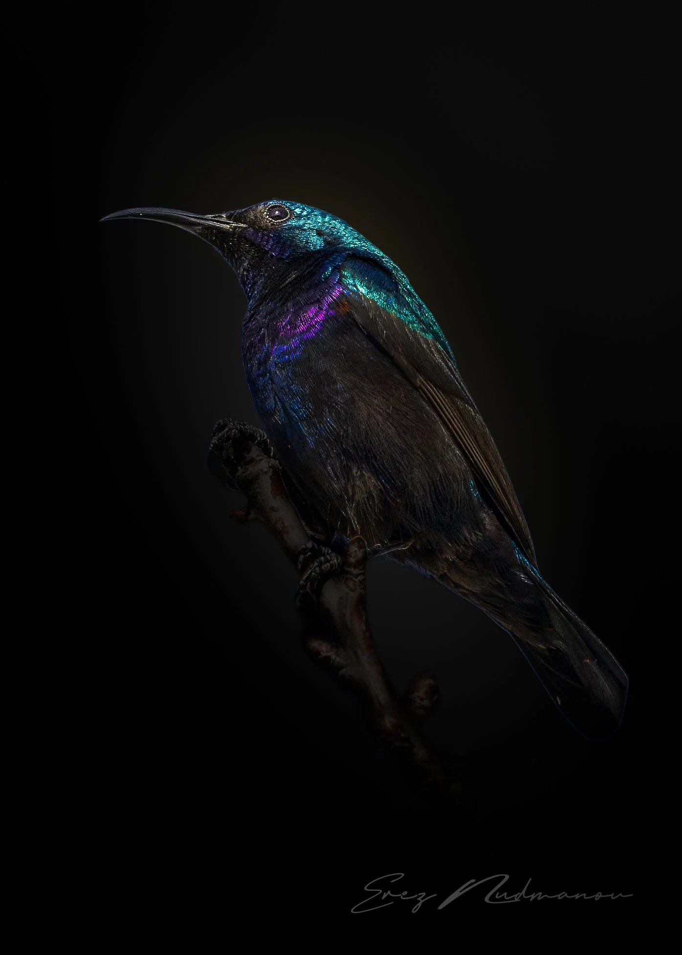 A colorful hummingbird perched on a branch against a black background, with iridescent blue, purple, and green feathers.