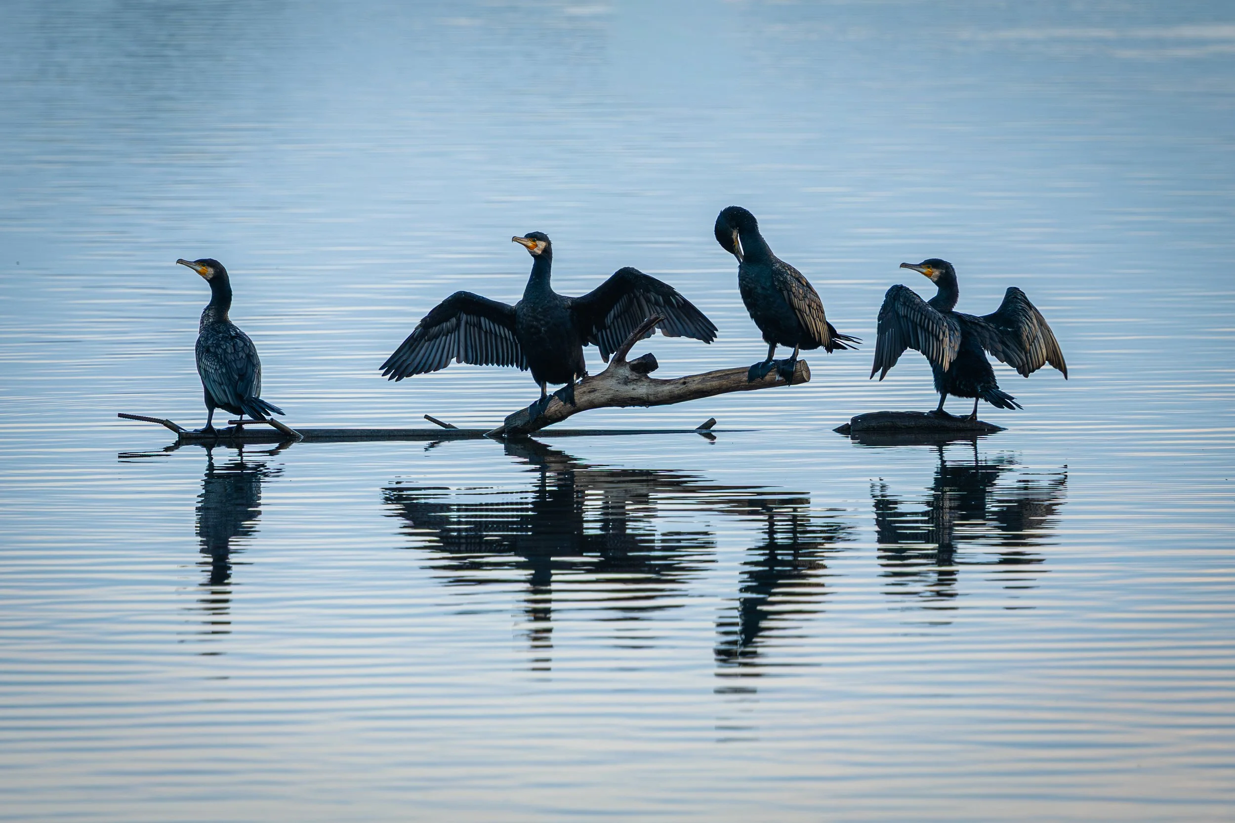 Five cormorants perched on a driftwood branch and rocks in calm water, with their reflections visible.