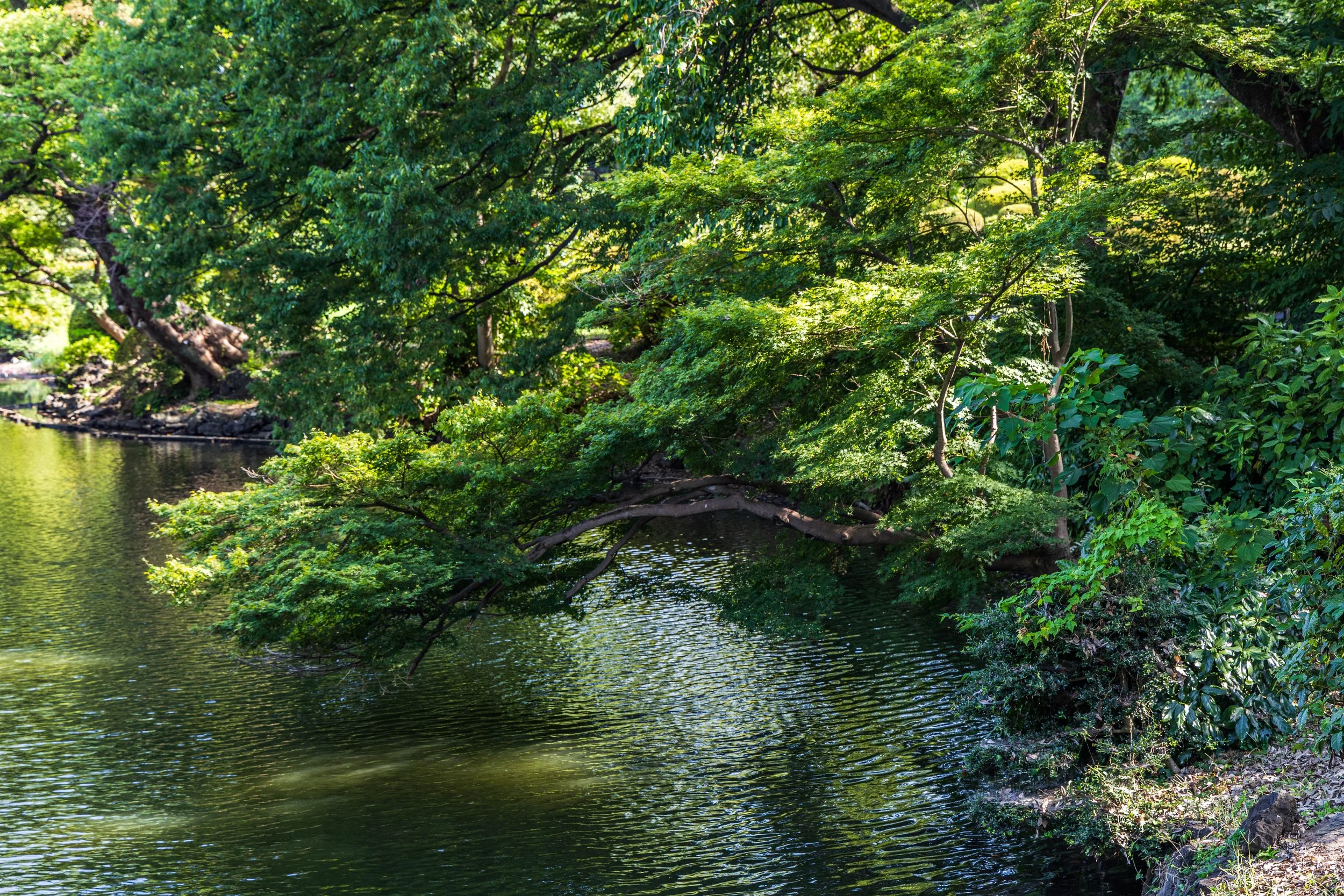 Lush green trees overhanging a calm river with ripples, surrounded by dense foliage.