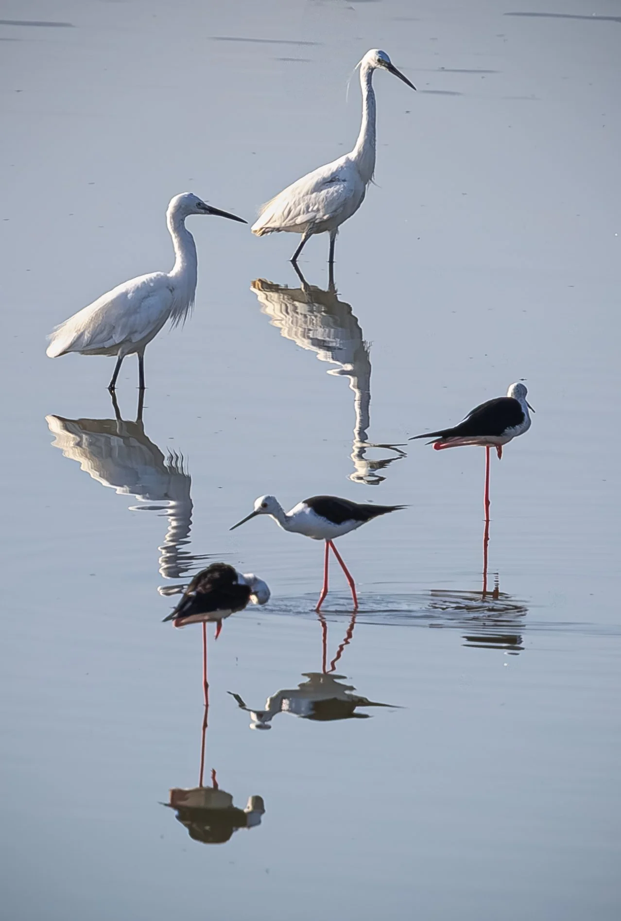Six shorebirds standing in shallow water, with their reflections visible. The background is calm water, creating a peaceful scene.