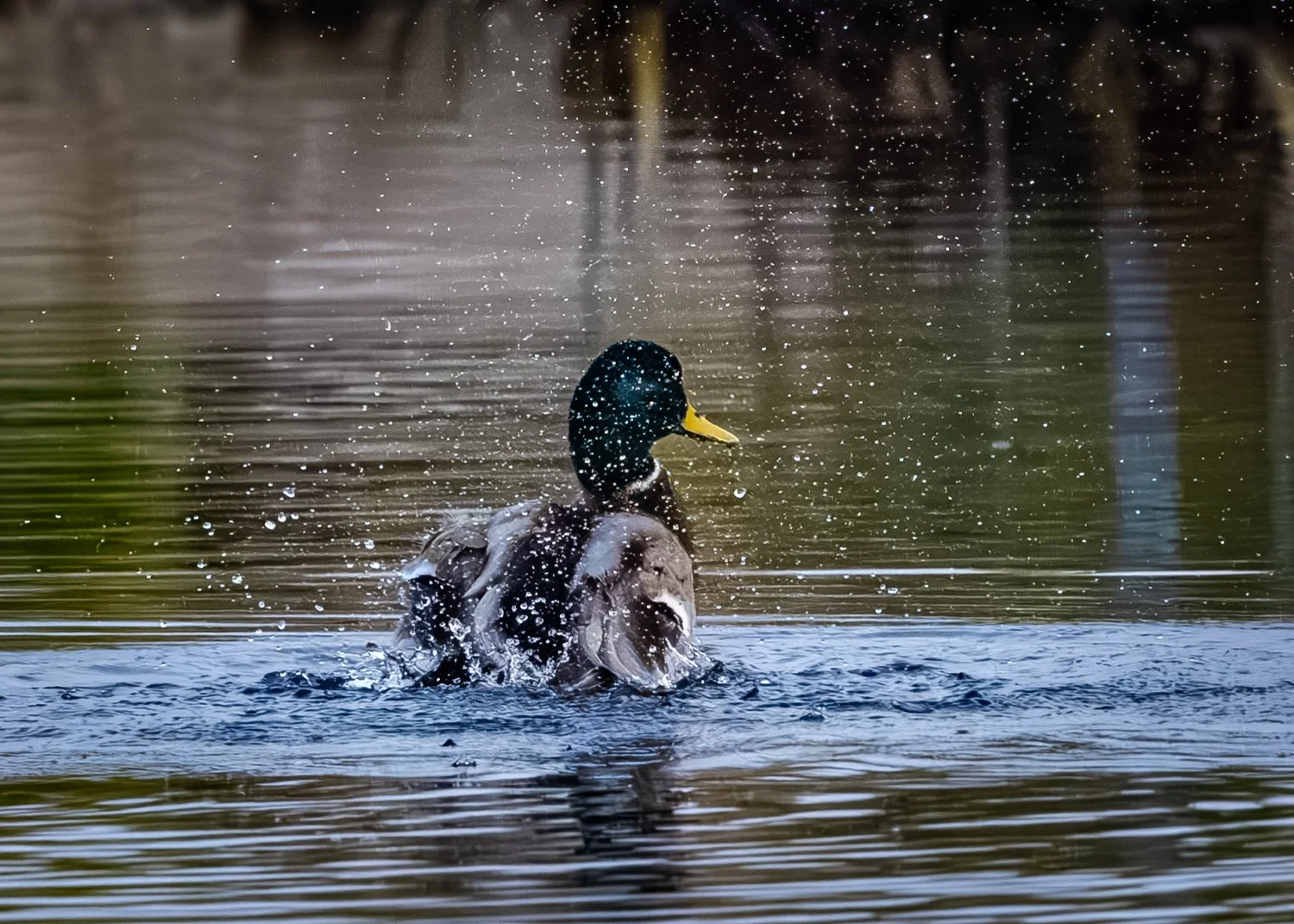 A mallard duck swimming in a body of water, splashing water droplets around