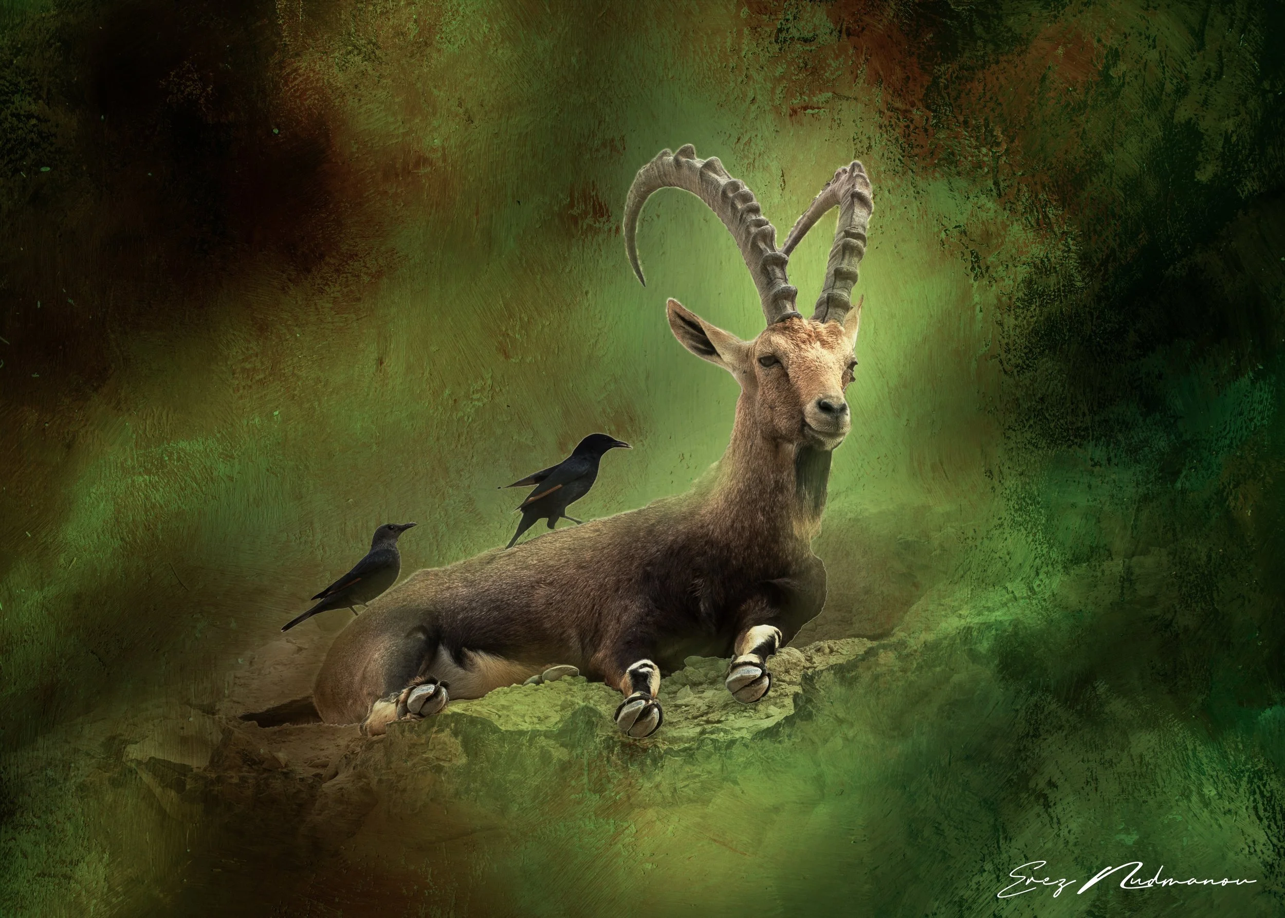 A digitally edited scene of a mountain goat with large, curl-shaped horns resting on a rock, with three black birds perched around it, set against a colorful, textured green and brown background.