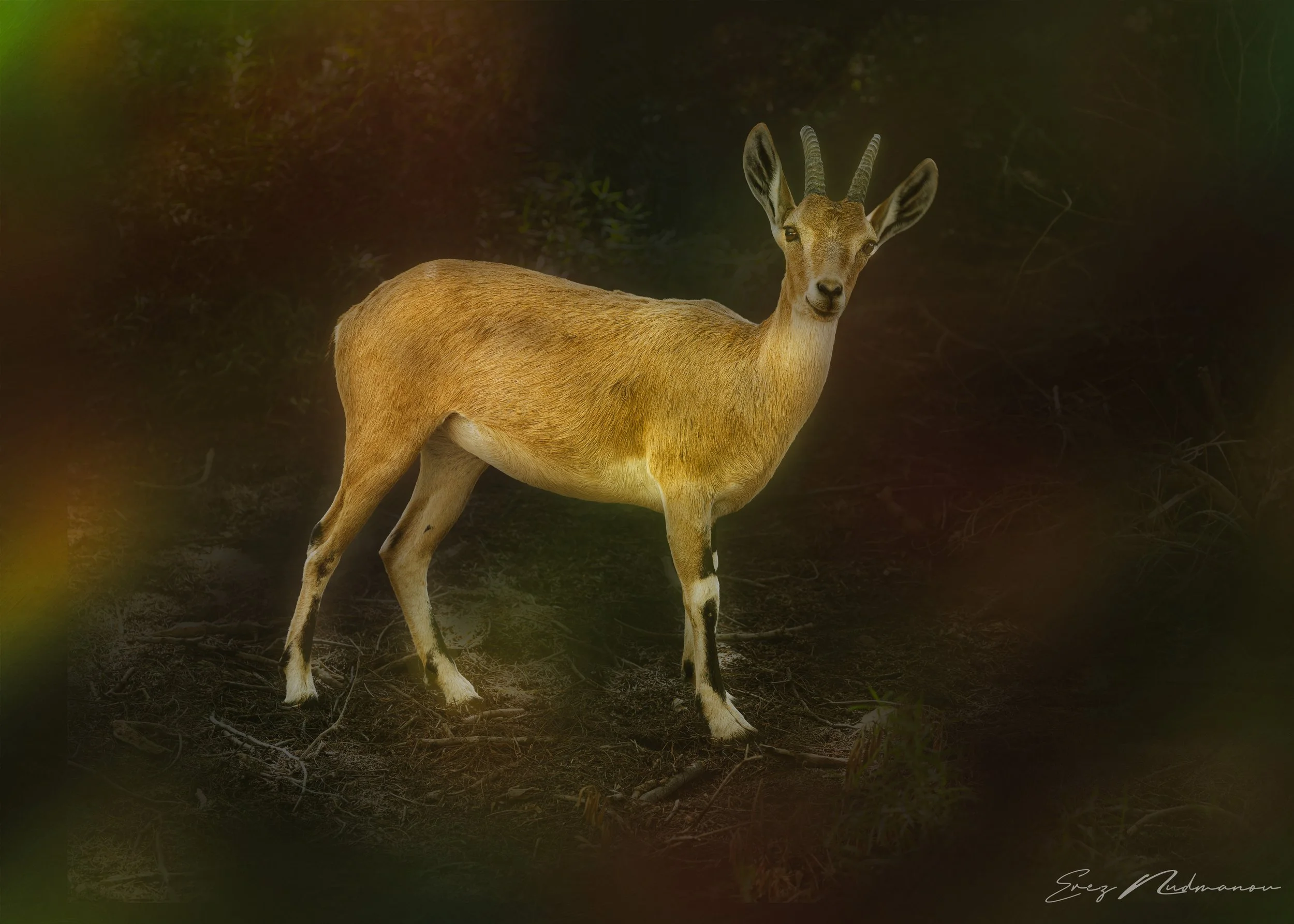 A young antelope standing on forest ground with dark background, looking directly at the camera.