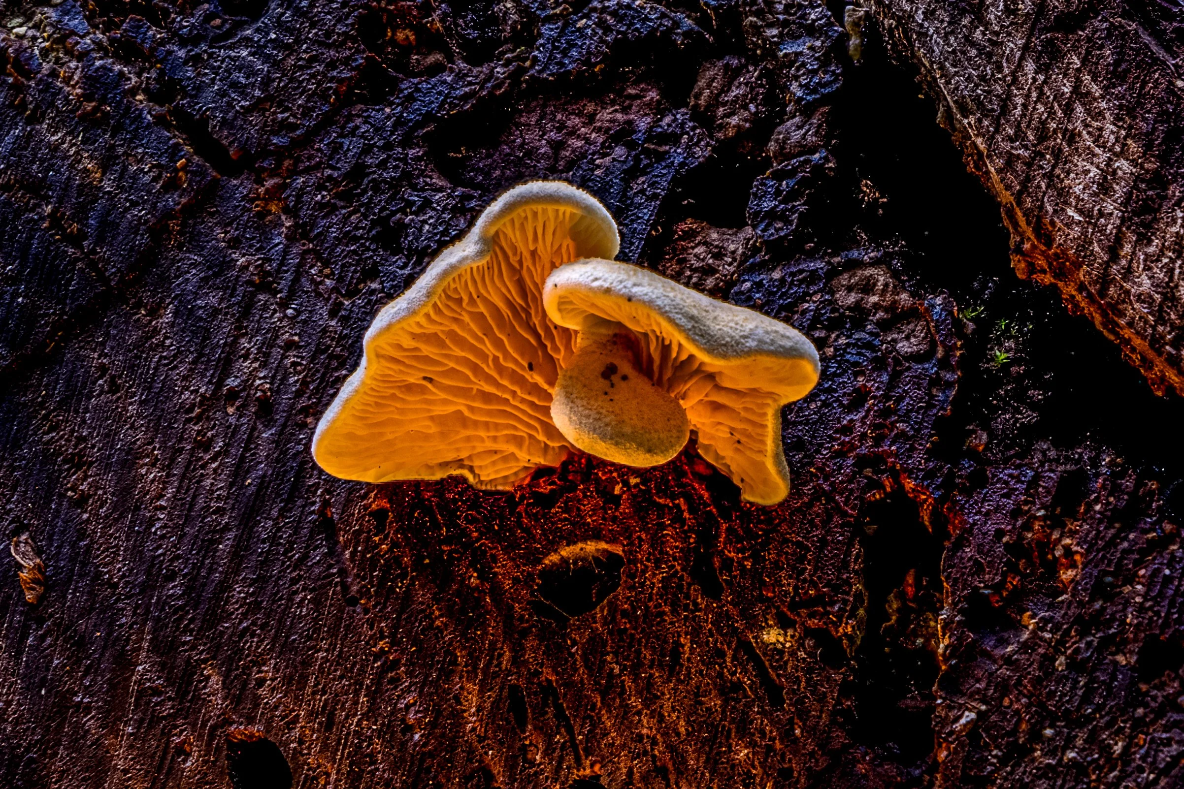 Yellow mushroom growing on a dark, textured piece of wood photography by Erez Nudmanov