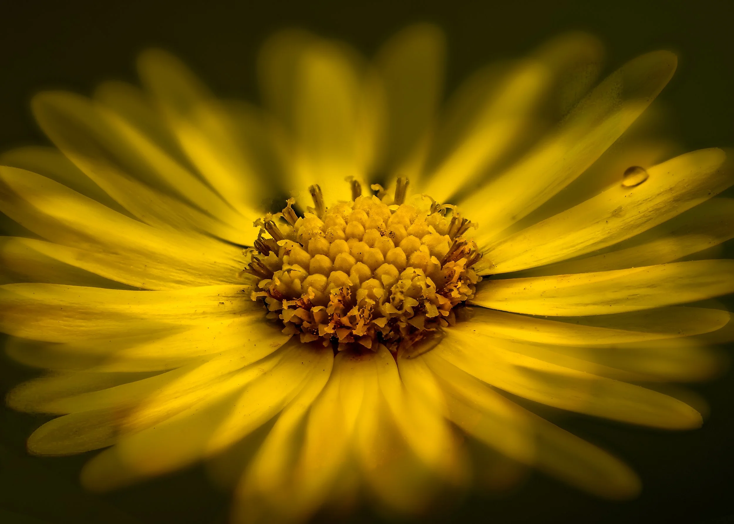 Close-up of a yellow flower with a circular center and slender petals, with a water droplet on one petal.