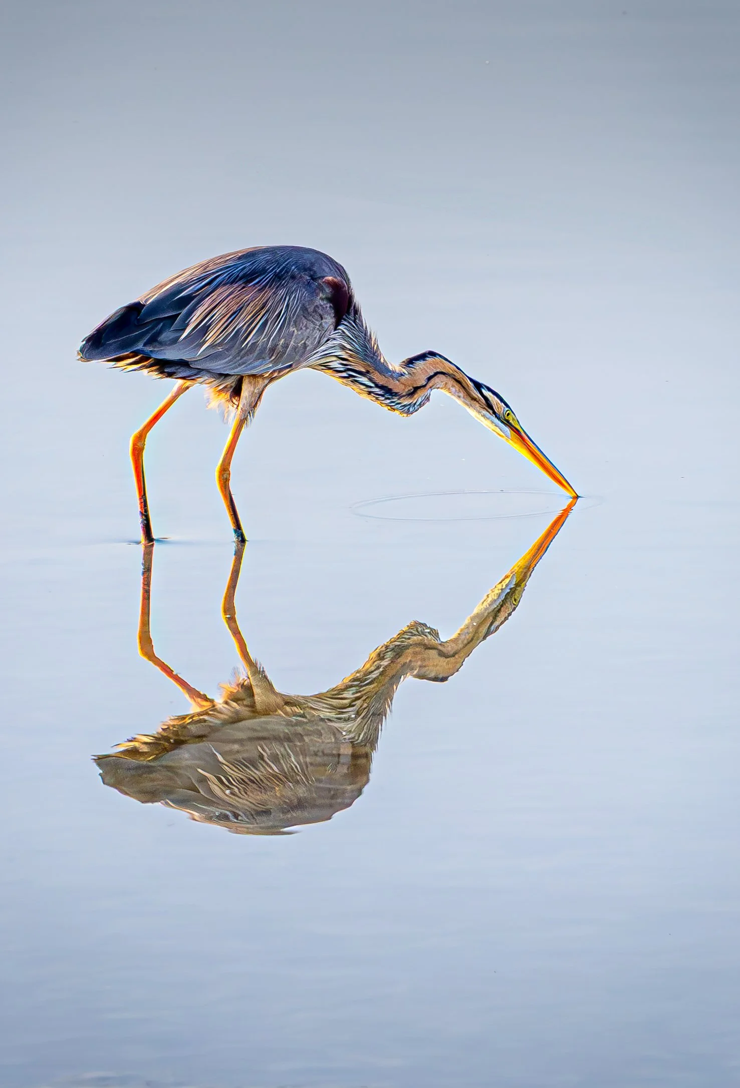 A heron standing in shallow water, with its reflection visible on the surface, dipping its beak into the water.