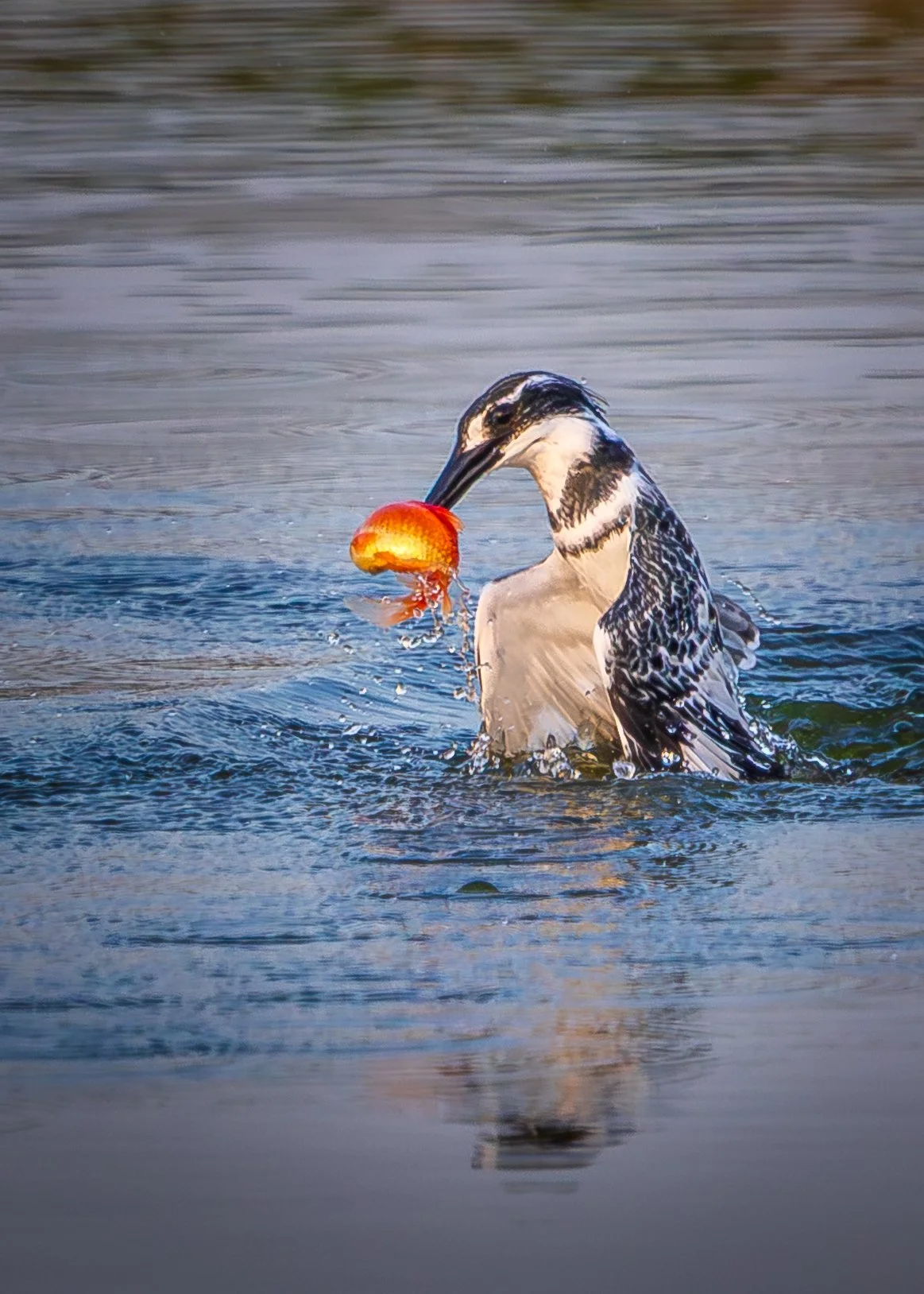 A bird, possibly a British Columbia loon, is in the water catching a bright orange fish.