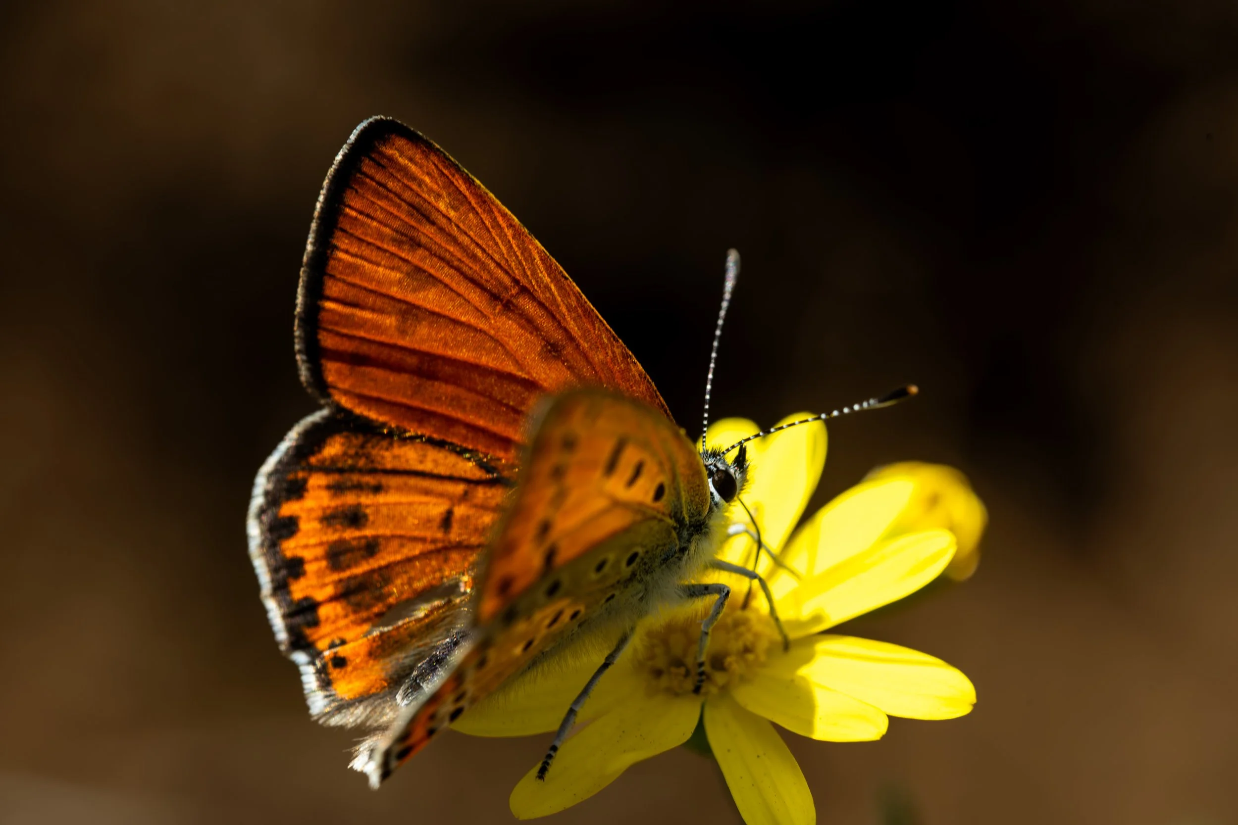 Close-up of an orange butterfly with black markings on a yellow flower, with a dark blurred background.