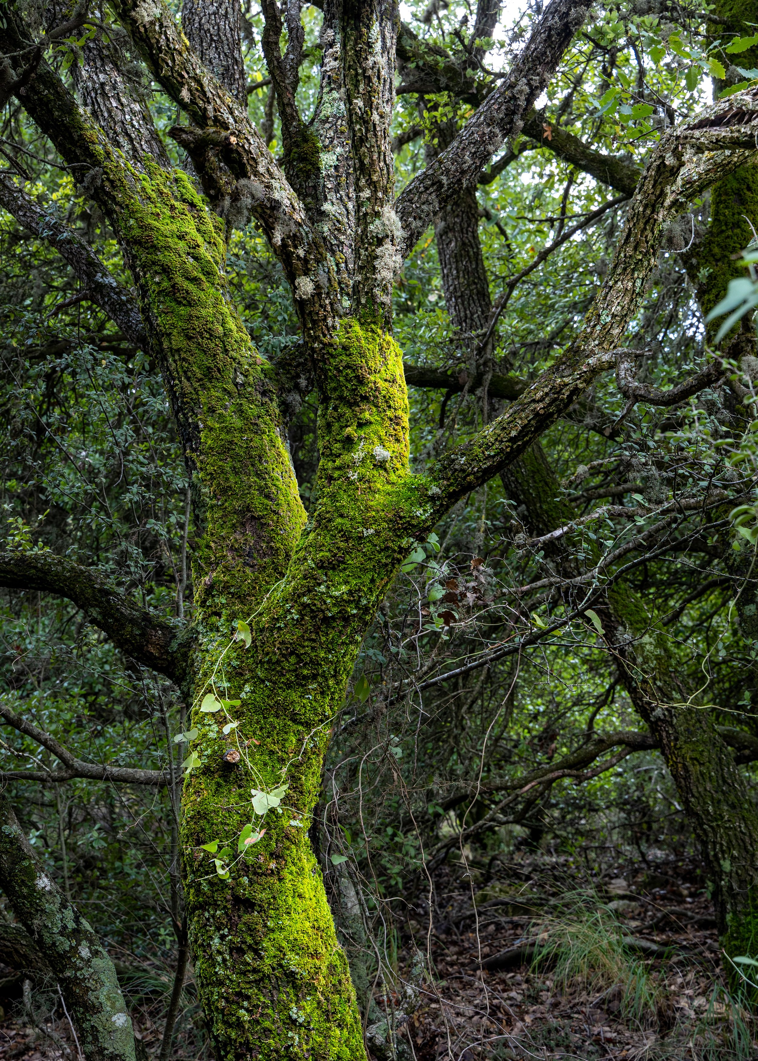 Moss-covered trunk and branches of a tree in a dense forest.